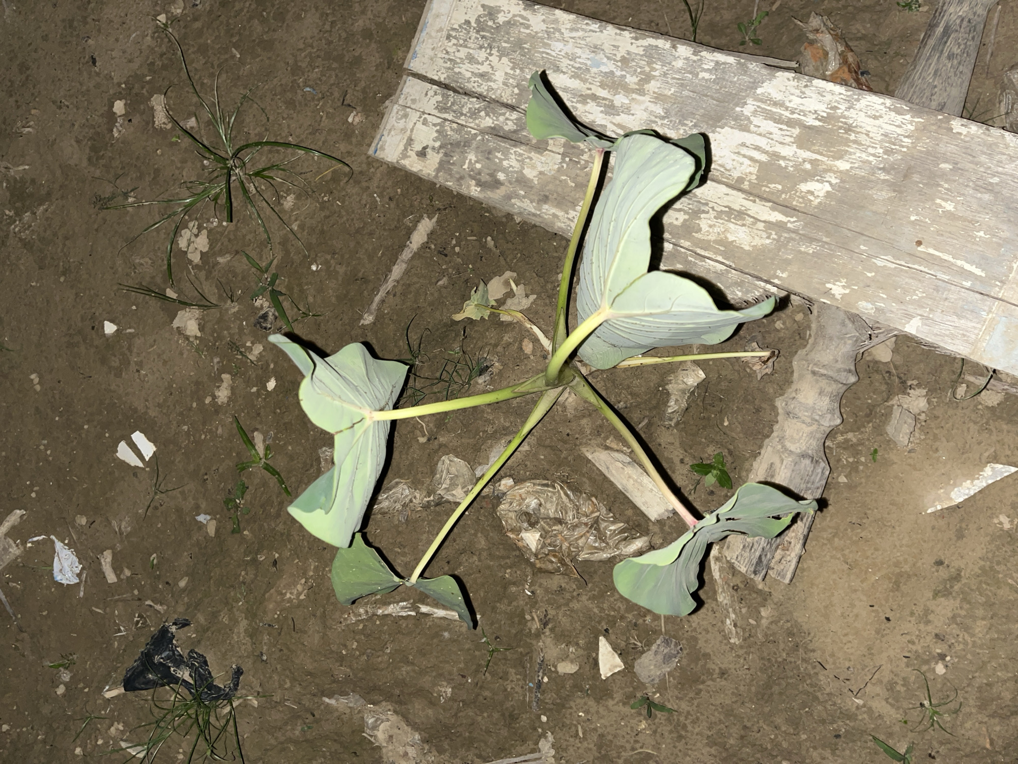 The media file shows a top-down view of a small, leafy plant with light green leaves. The plant has several stems radiating outwards from a central point, with leaves emerging from the ends of these stems. The leaves are broad and somewhat heart-shaped, with visible veins.
The plant is growing in dry, brown soil that appears to be somewhat uneven. Scattered on the soil are various small pieces of debris, including some white fragments, what appears to be plastic packaging, and a piece of black plastic. In the background, there are two weathered wooden planks laid side-by-side. The wood is light gray and appears to have been painted white at some point, with much of the paint chipped away.
The lighting suggests it may be nighttime or an indoor setting with artificial light, as there are some shadows and the overall scene is somewhat dimly lit. There is no visible text in the image. The setting appears to be an outdoor area, possibly a yard or undeveloped space, given the presence of soil, debris, and rough wooden planks. The location context provided is Kota Kuala Simpang, Indonesia. No people or animals are visible in the image.