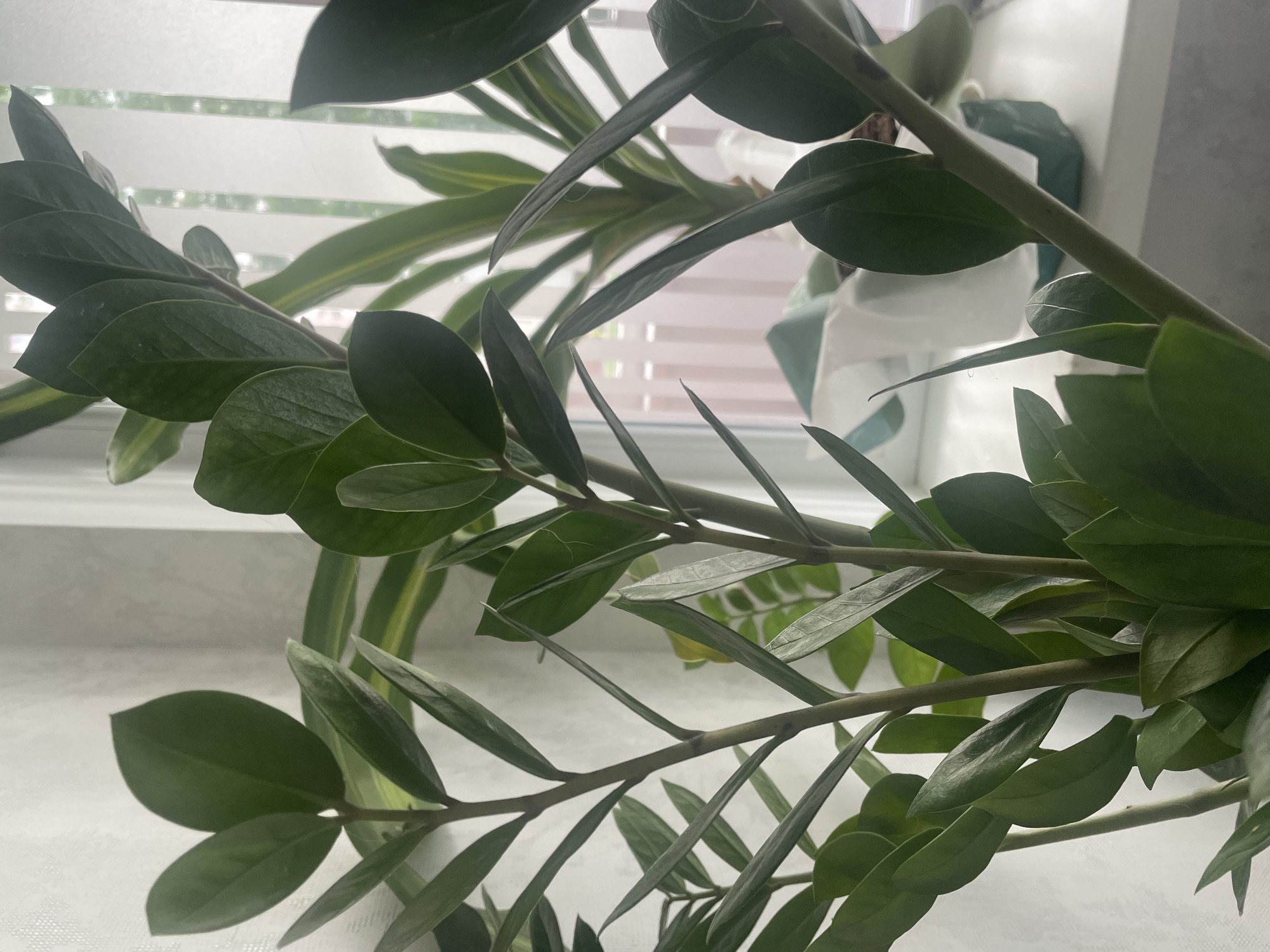 The image presents a close-up, upward-angled view of vibrant green indoor plants situated in front of a window. In the foreground and midground, the waxy, dark green leaves and robust stems of what appears to be a ZZ plant (Zamioculcas zamiifolia) are prominently featured. Its characteristic oval-shaped leaflets are densely arranged along multiple sturdy stems, creating a full and leafy composition.
Partially visible in the background, behind the main plant, is another green plant with longer, strap-like leaves that display distinct yellow variegation. This adds a contrasting color and texture to the scene.
The backdrop consists of a window equipped with horizontal blinds, through which bright, diffused natural light is filtering, indicating it is daytime. The blinds contribute soft, horizontal lines to the overall aesthetic. The setting suggests the plants are placed on a windowsill or very close to a window indoors. There are no people visible, nor any discernible text. While the location context provided is Rozsoshentsi, Ukraine, no specific visual cues within the image confirm this location.