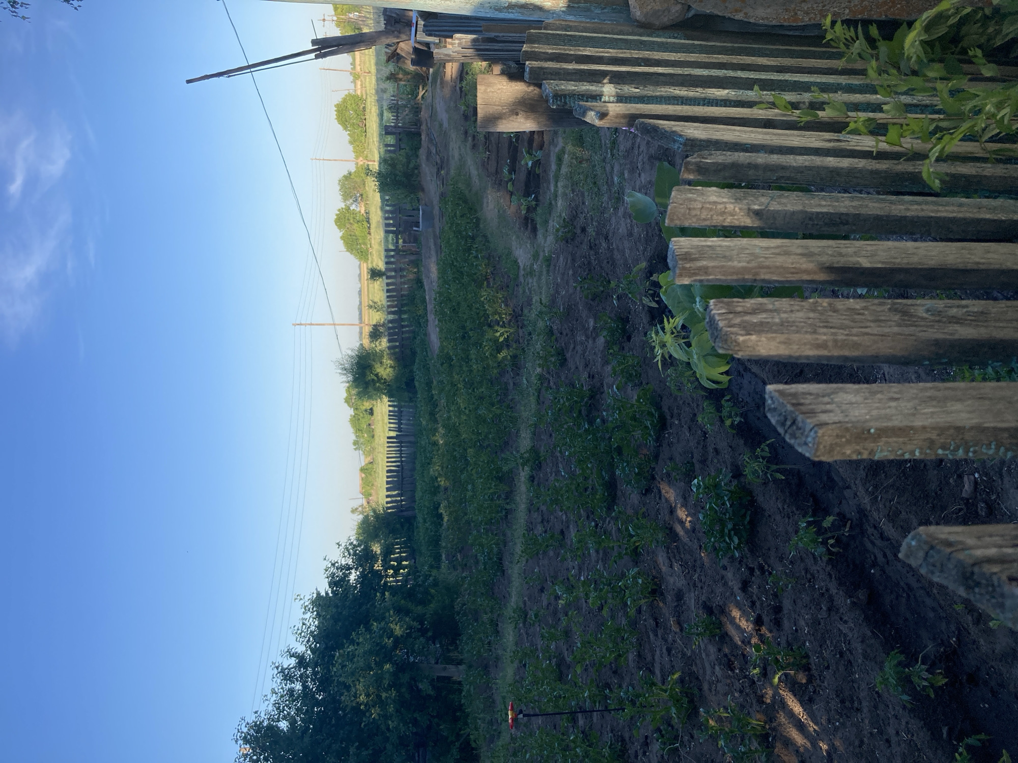 The image depicts a rustic rural scene in Rakity, Russia, under a clear blue sky, suggesting it is a sunny day. The perspective is angled, with a wooden fence dominating the foreground on the right side of the frame. This fence appears weathered and made of horizontal planks.
Beyond the fence, a garden or field stretches out, with rows of young plants that appear to be vegetables or crops. The soil is dark and somewhat tilled, with patches of green vegetation. A simple wooden fence, characteristic of rural Russian properties, runs along the perimeter of the garden. In the distance, more trees and open fields are visible, hinting at a tranquil countryside setting.
A wooden pole with wires is also present, suggesting proximity to some form of infrastructure, possibly electricity or communication lines. The overall impression is one of a peaceful, rural environment during daylight hours, likely early morning or late afternoon given the soft lighting. There is no visible text in the image. The scene evokes a sense of simplicity and natural beauty associated with rural living.