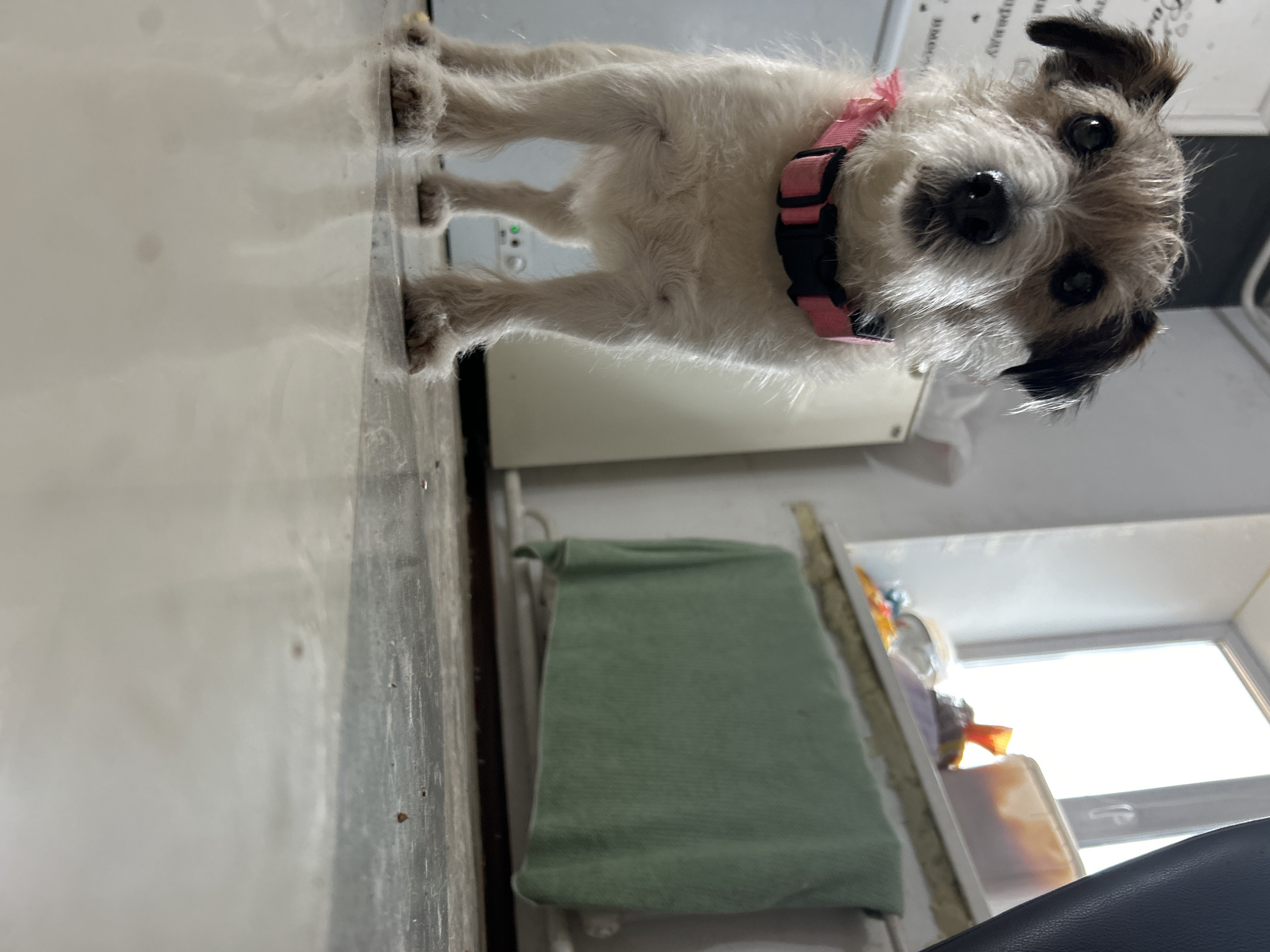 The image shows a small, terrier-like dog with a pink collar standing on a white tile floor in what appears to be a domestic setting. The dog is facing the camera. Behind the dog is a white appliance, likely a dishwasher or washing machine. To the side, there is a green towel hanging, and beyond that, a window with bright sunlight streaming through. There's also what appears to be a shelf with various items stacked on it, partly visible next to the window.
Location: Unknown.