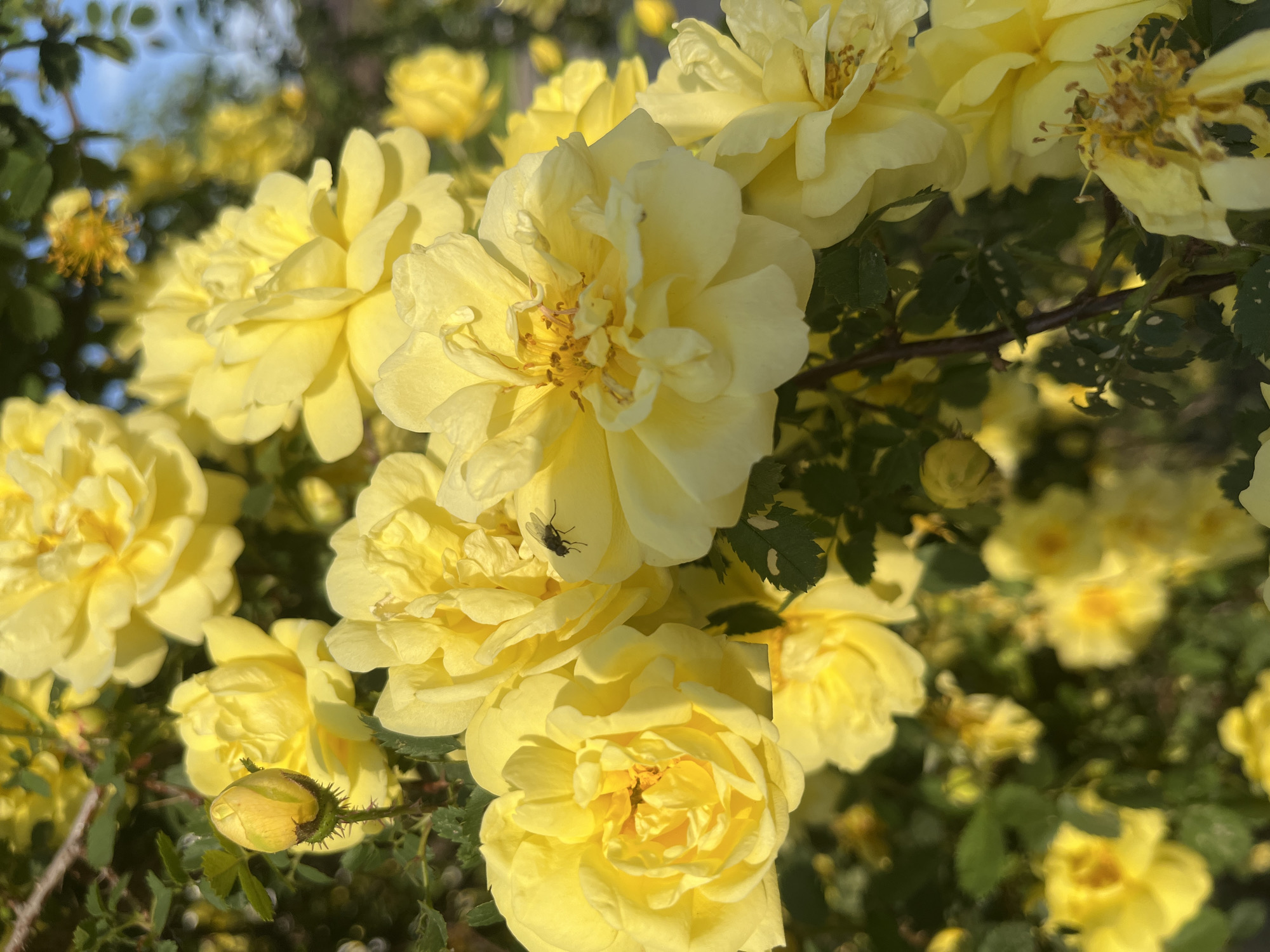 The image shows a cluster of yellow flowers, likely roses, in full bloom. A small black fly is perched on one of the petals. The flowers are surrounded by green leaves and stems, with a blurred background suggesting a garden setting. Based on the prompt, this image was taken in Krasnodar, Russia.