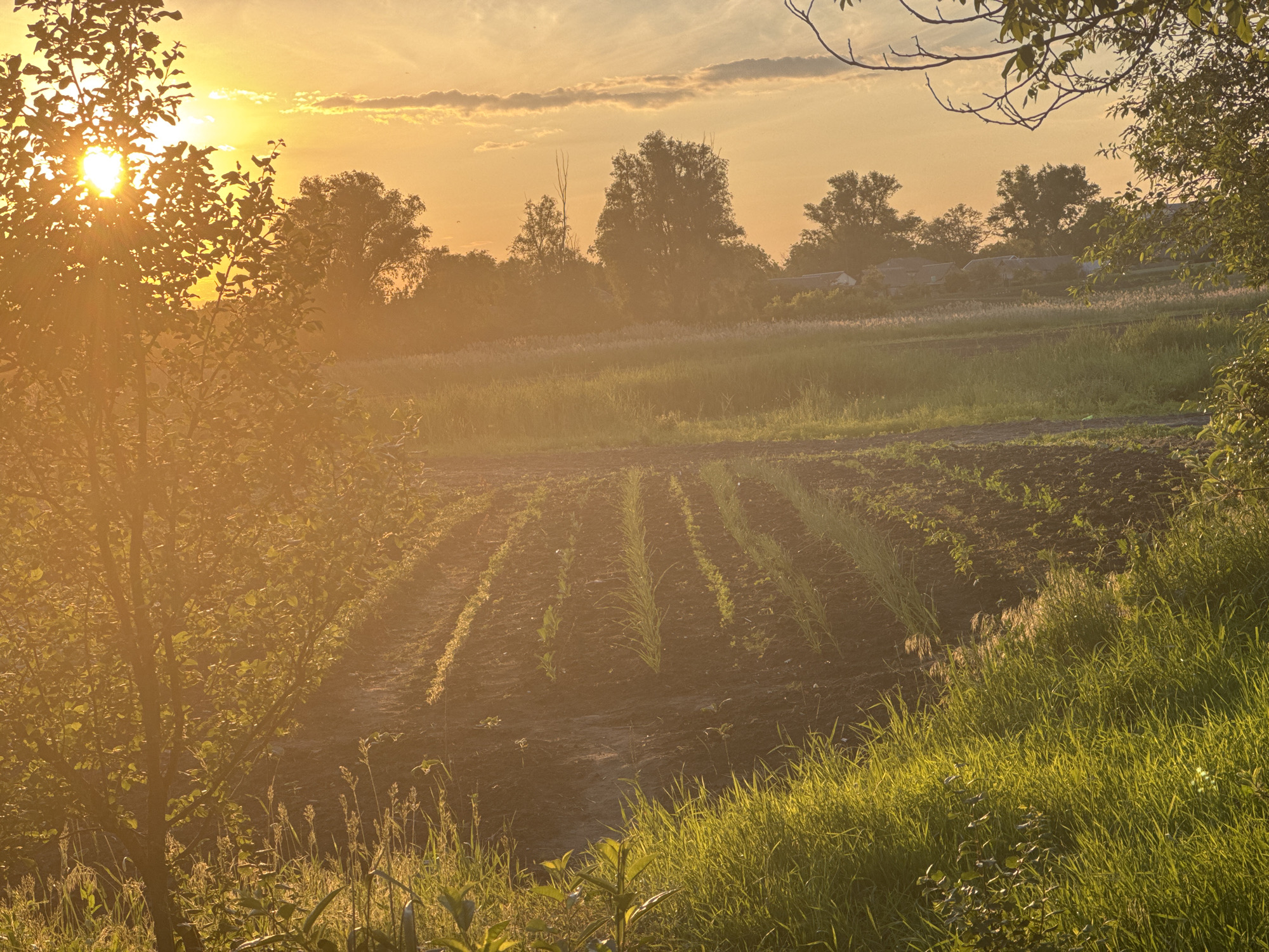 This image depicts a rural landscape at sunset or sunrise in the city of Unknown, Unknown. The sun, a bright golden orb, is positioned on the left side, partially obscured by the dense, silhouetted foliage of a foreground tree, emitting intense rays of light. The sky exhibits a warm gradient of orange and yellow hues, with wispy clouds illuminated from below. In the mid-ground, a cultivated field features distinct, parallel rows of young green crops or tilled earth. This field is bordered by expanses of lush green grass and taller wild vegetation, all bathed in the golden light. In the background, a line of trees forms a natural barrier, beyond which several houses or small buildings are faintly visible nestled among more distant trees, suggesting a remote settlement. The entire scene is permeated by a soft, warm atmospheric haze. No human or animal subjects are present.