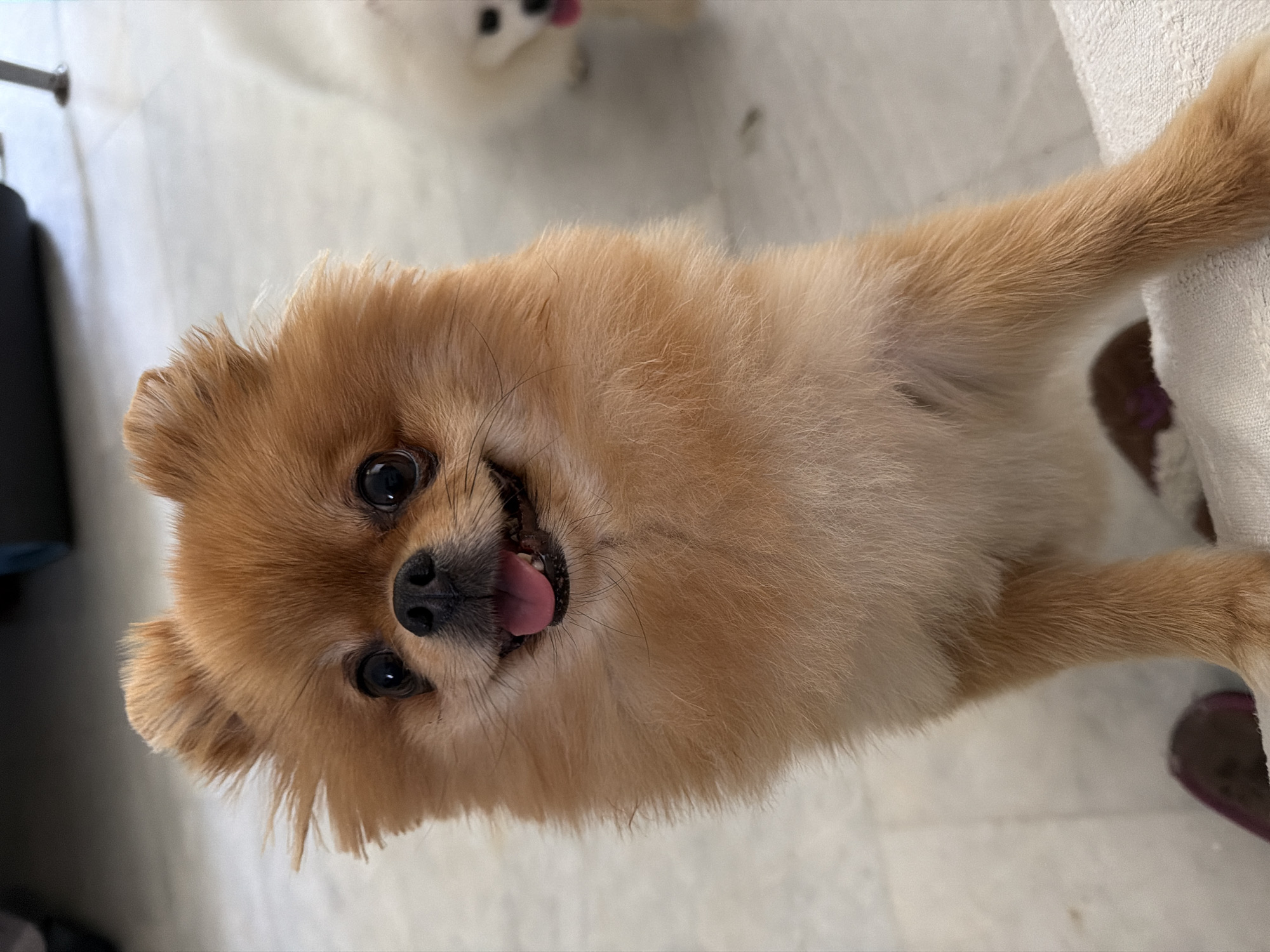 The image shows a close-up of a Pomeranian dog with tan fur, standing and looking directly at the camera with its mouth open and tongue visible. The dog's ears are perked up, and it has dark eyes and a black nose. The background is blurred, but appears to be an indoor setting with a light-colored tiled floor. In the background, to the right, another white dog can be partially seen. The foreground shows a white textured surface, possibly a rug or blanket, with a dark object, possibly a shoe, to the lower left. The image does not provide any information about the location being Marmaris, Turkey.