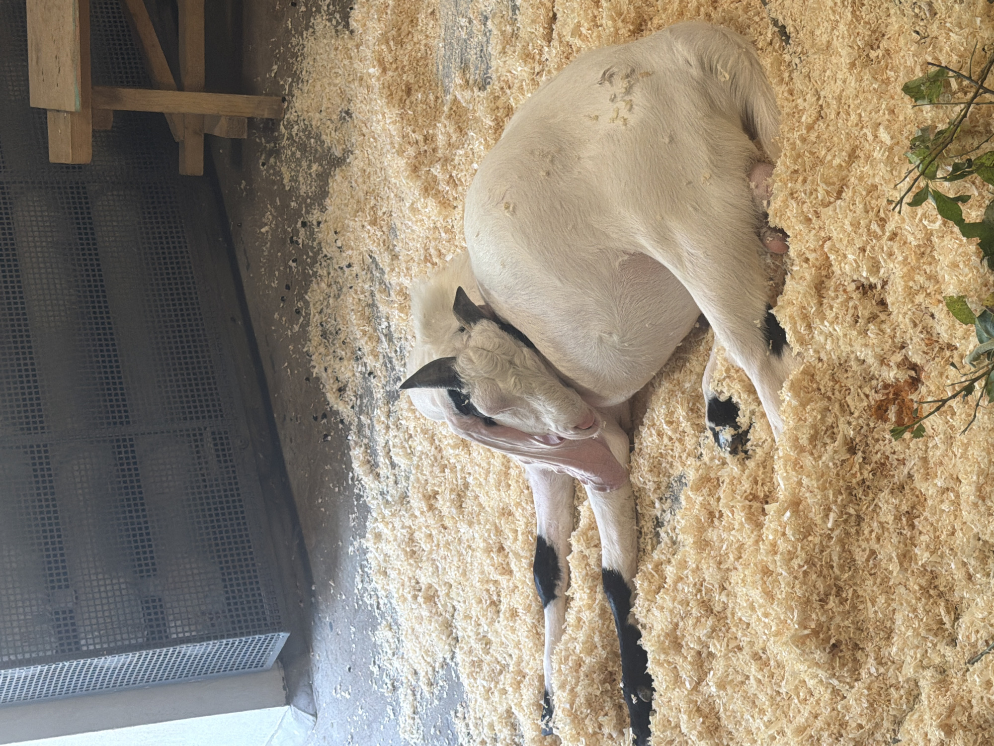A white goat with black markings on its legs and ears rests on a bed of wood shavings in an indoor enclosure. The goat's head is tucked under its body, and its eyes are closed. In the background, a metal grate and a wooden structure are visible. The scene takes place in Perm, Russia.