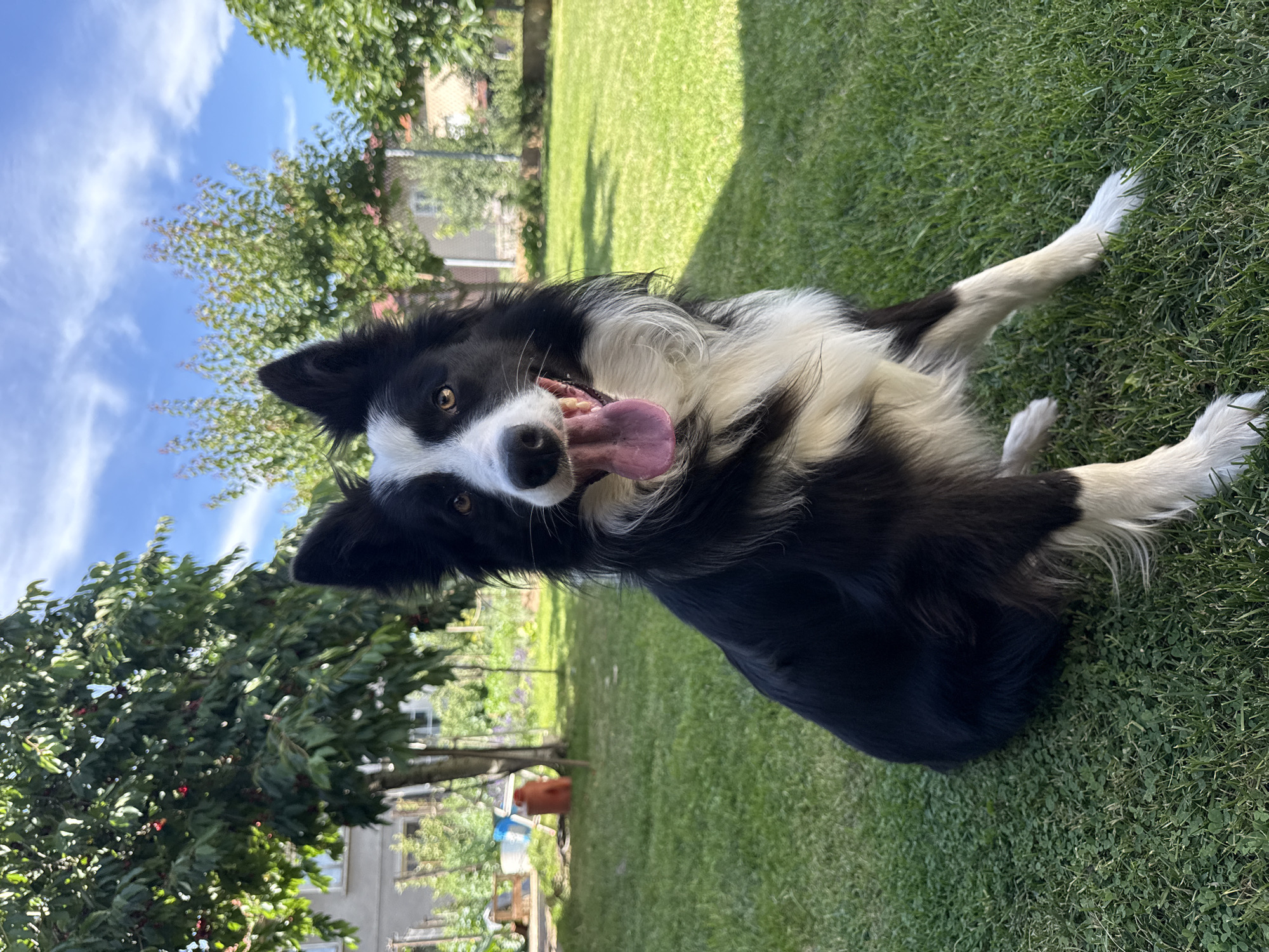 A border collie dog is sitting on a green lawn in a backyard on a sunny day. The dog is black and white with its tongue hanging out. In the background, there are trees, a house, and a blue sky with white clouds. The location is the city of Berkovitsa, Bulgaria.