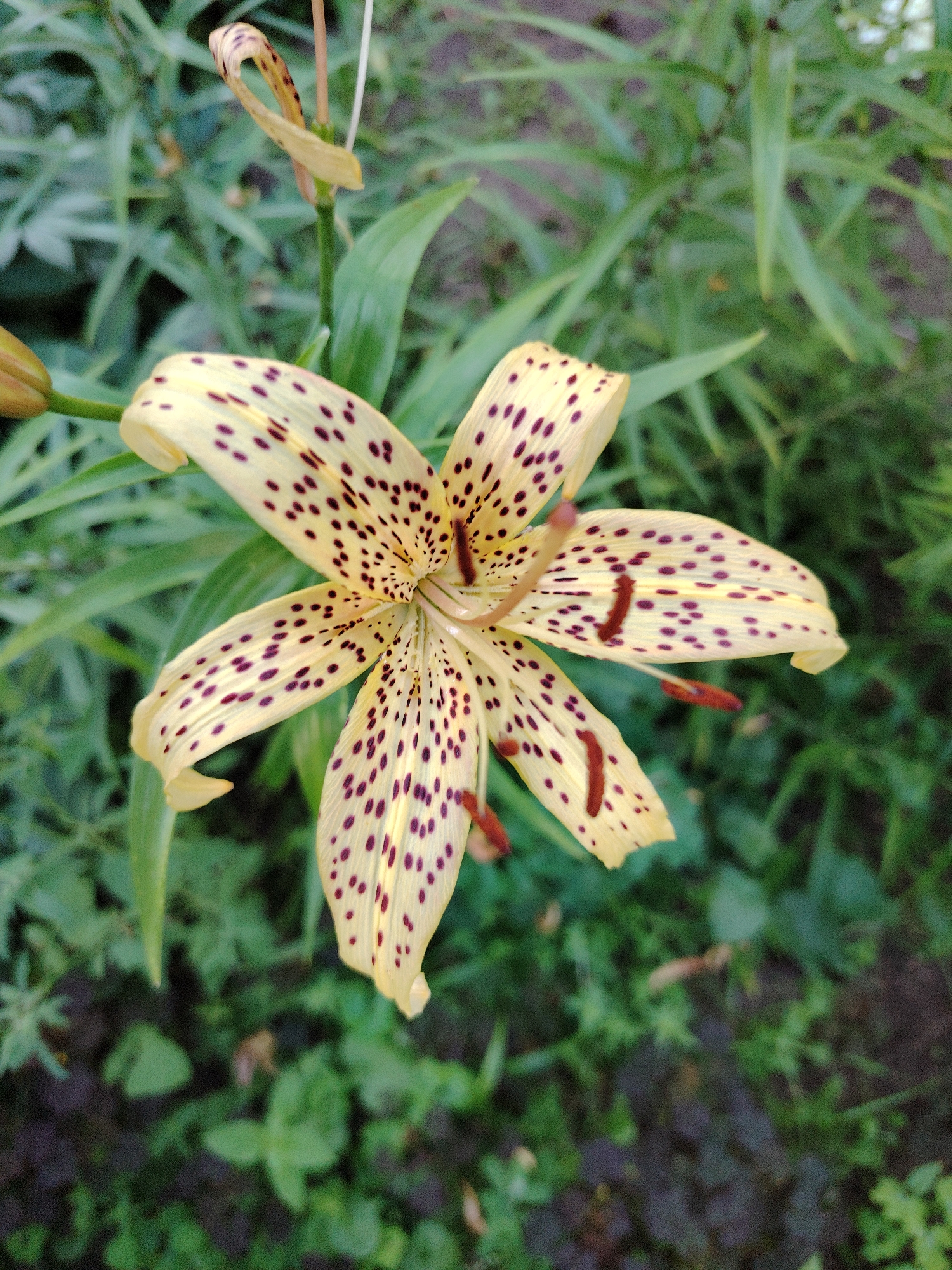 A close-up, eye-level shot captures a single, pale yellow lily with dark reddish-purple spots in focus against a blurred green background of foliage. The lily's petals are slightly curled, revealing a star-like center with prominent stamens. A few wilting petals and an unopened bud are visible at the top of the frame, suggesting the flower is nearing the end of its bloom. The scene appears to be outdoors, possibly in a garden setting. There are no people or actions depicted, and the environment is naturalistic. The image's detail level suggests it was taken with a smartphone camera, possibly in Astana, Kazakhstan, given the user's prompt, although there are no specific geographical indicators within the image itself.