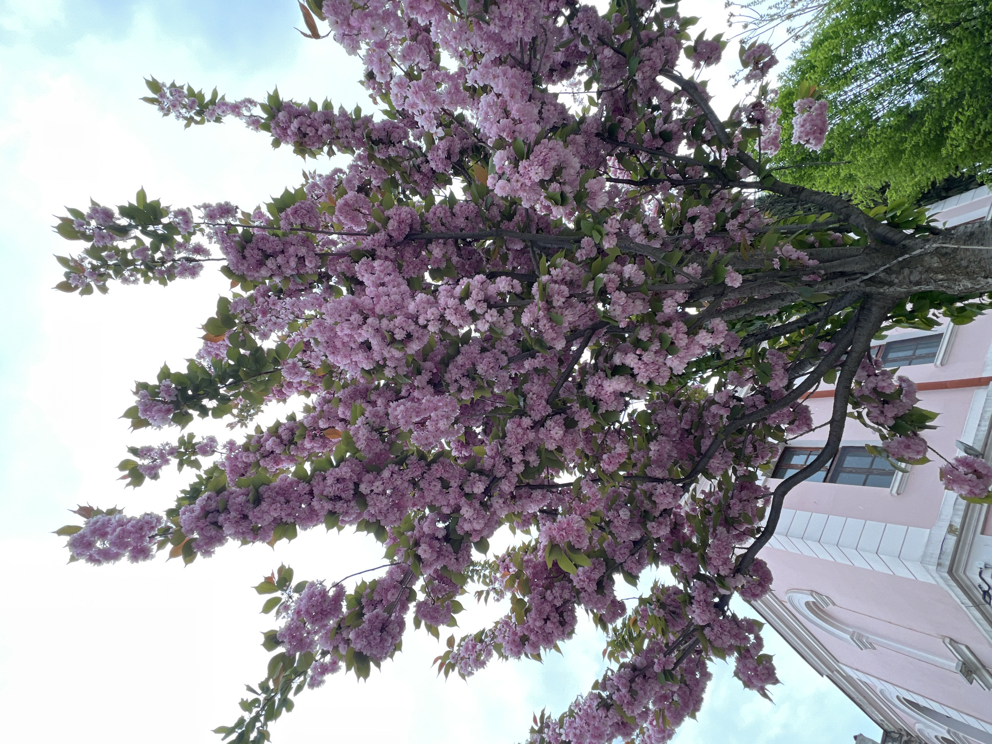 The image depicts a cherry blossom tree in full bloom, with its pink flowers dominating the view. The tree's trunk and branches are visible, and some green leaves are interspersed among the blossoms. The viewpoint is looking upwards into the tree. In the background, the sky is partly cloudy. A section of a building is visible on the right side, featuring a pink facade, white trim, and windows. The building is located in Burgas, Bulgaria. There are no people visible in the image.
