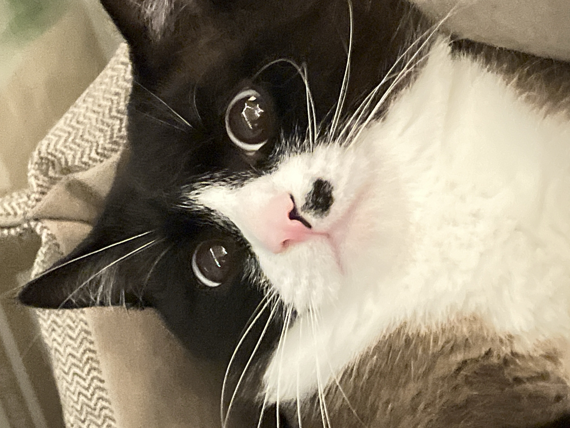 A close-up, slightly angled view of a black and white cat. The cat is lying on a light-colored fabric. The cat's face dominates the image, with its large, round eyes reflecting light. It has a pink nose with a black spot and long white whiskers. The background consists of the textured fabric on which the cat is resting. The location is not identifiable as Noviy, Russia.