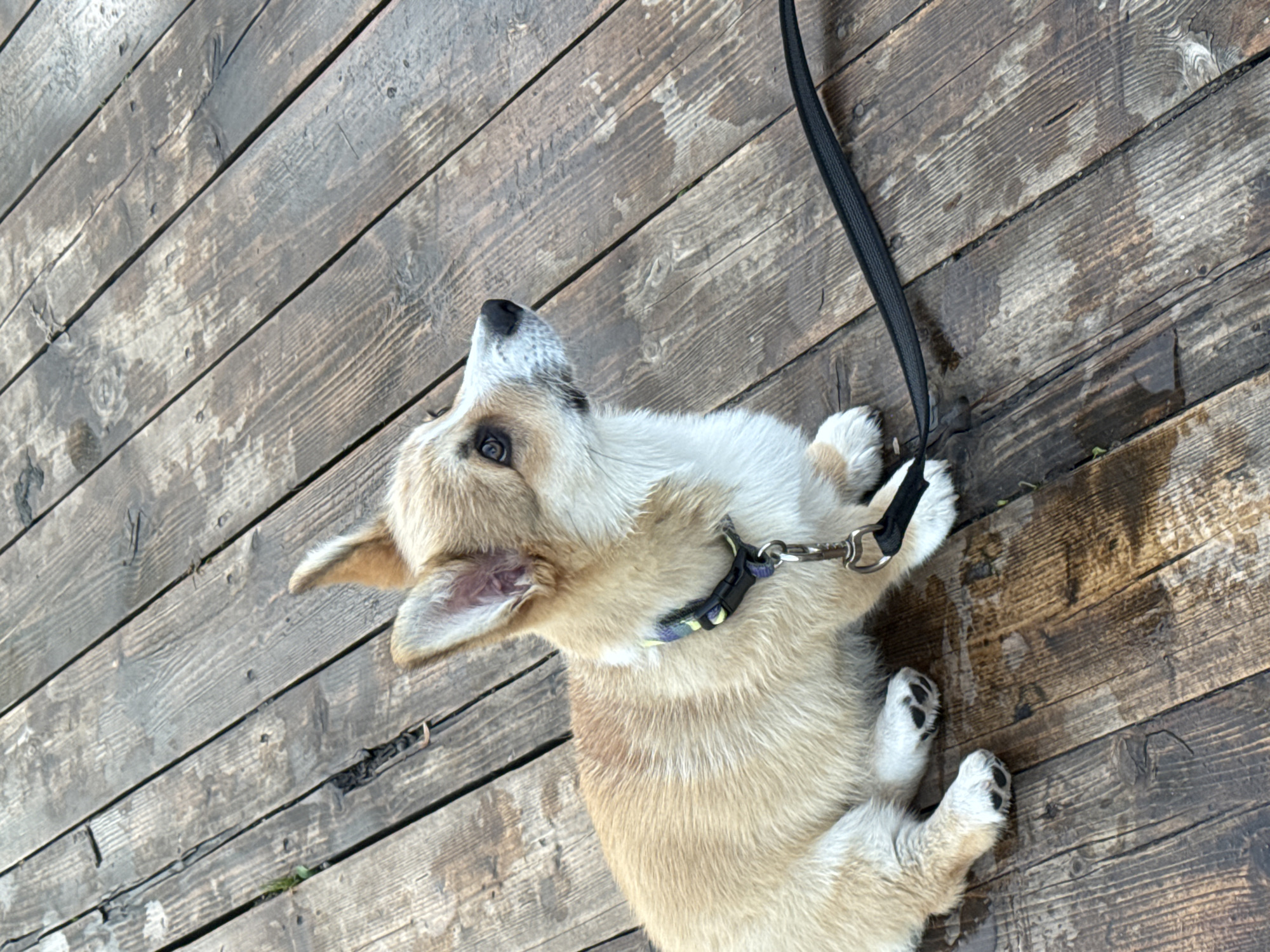 A corgi puppy is sitting on a wooden deck. The puppy is light brown and white with a black nose and black eyes. It is wearing a blue and yellow collar and a black leash. The deck is made of dark brown wooden planks, some of which are wet. The background is out of focus. The location is Pchelka, Russia.