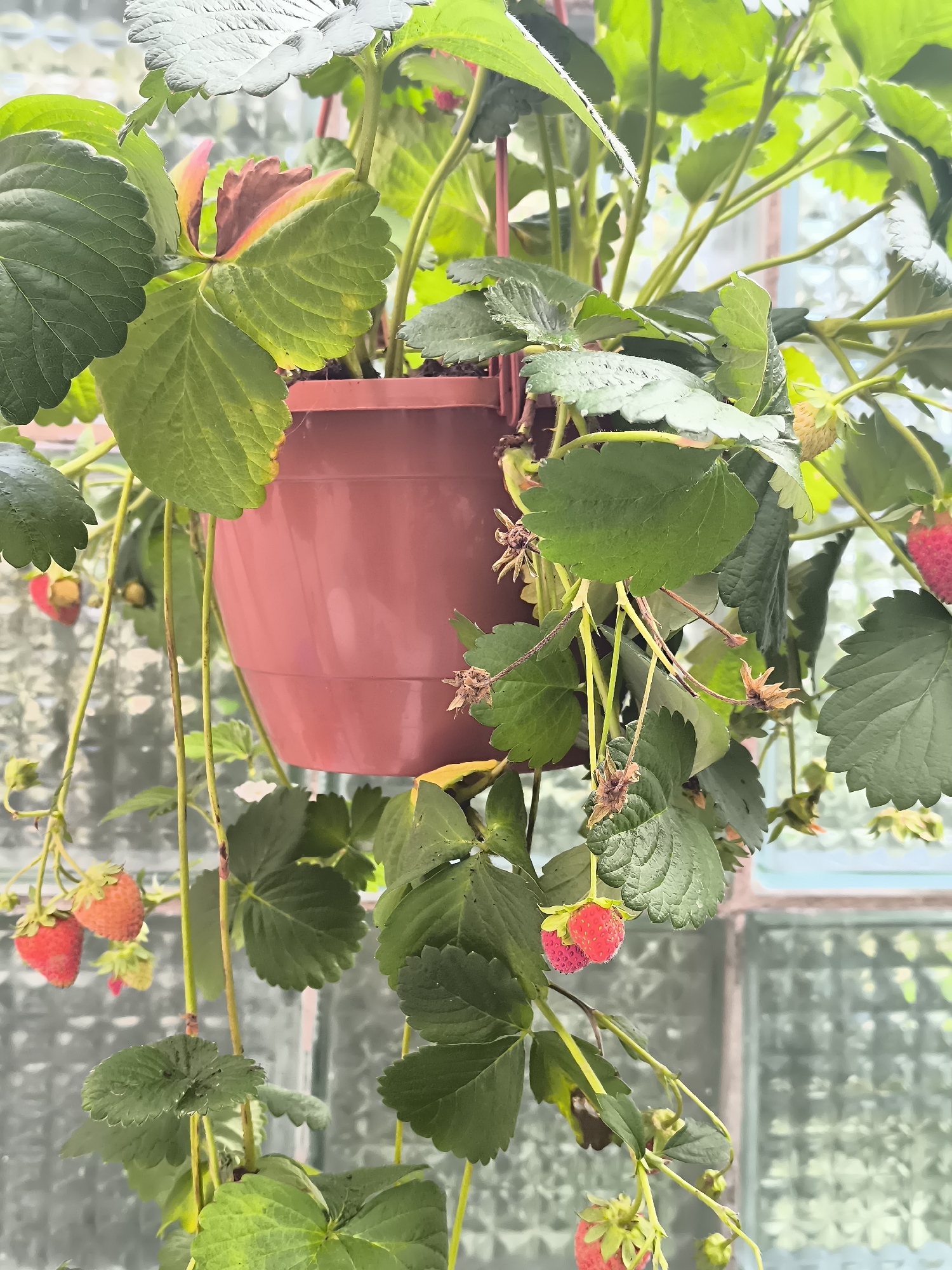 A close-up, medium shot captures a hanging strawberry plant with multiple ripe red strawberries and green leaves. The plant is suspended in a brown plastic pot, which is partially visible at the top center of the frame. The background consists of a textured, translucent glass pane, likely a window, with a faint greenish tint and a grid pattern. The overall lighting suggests an overcast day, with diffused light illuminating the scene. The image is taken outdoors, possibly on a balcony or porch, in an urban setting, with the glass pane possibly being part of a building facade in Žiaukos, Lithuania. There are no people or animals present in the image. The focus is on the strawberries and foliage, with the background providing context for the location.