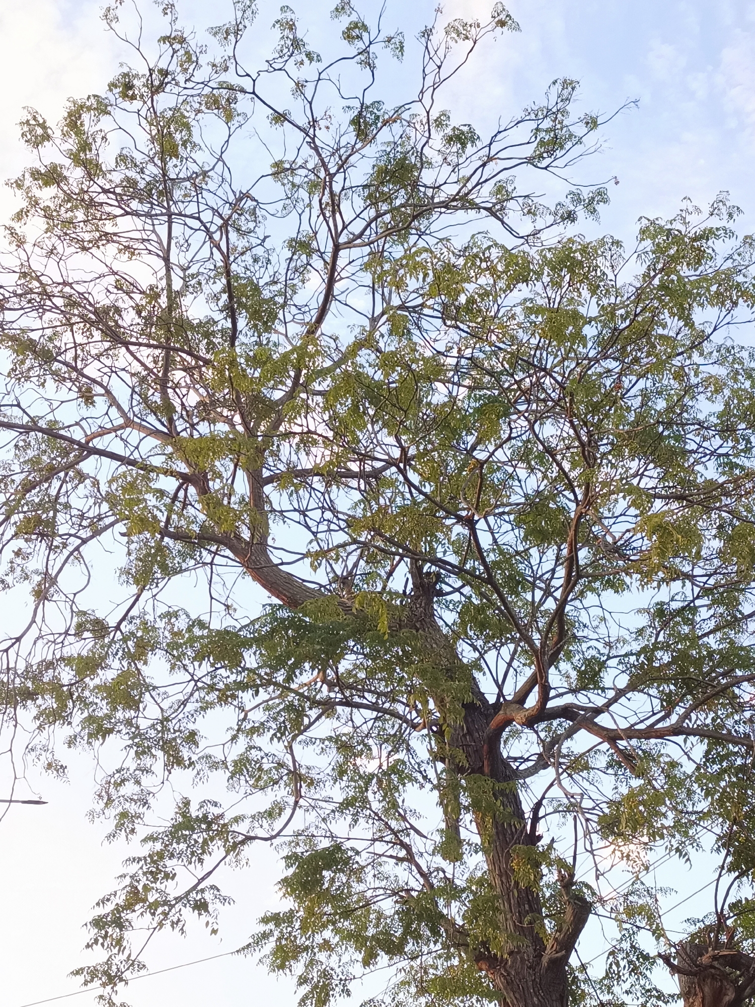 A medium shot captures the upper trunk and branches of a mature tree, its leaves a vibrant green against a pale blue sky with wispy white clouds. The branches extend in a complex, interwoven pattern, some bare and spindly, others laden with foliage. The tree's bark is rough and textured. In the distance, faint lines of what appear to be overhead electrical wires are visible. The image is taken outdoors during the daytime, likely in Meunasah Pupu, Indonesia, given the context provided.