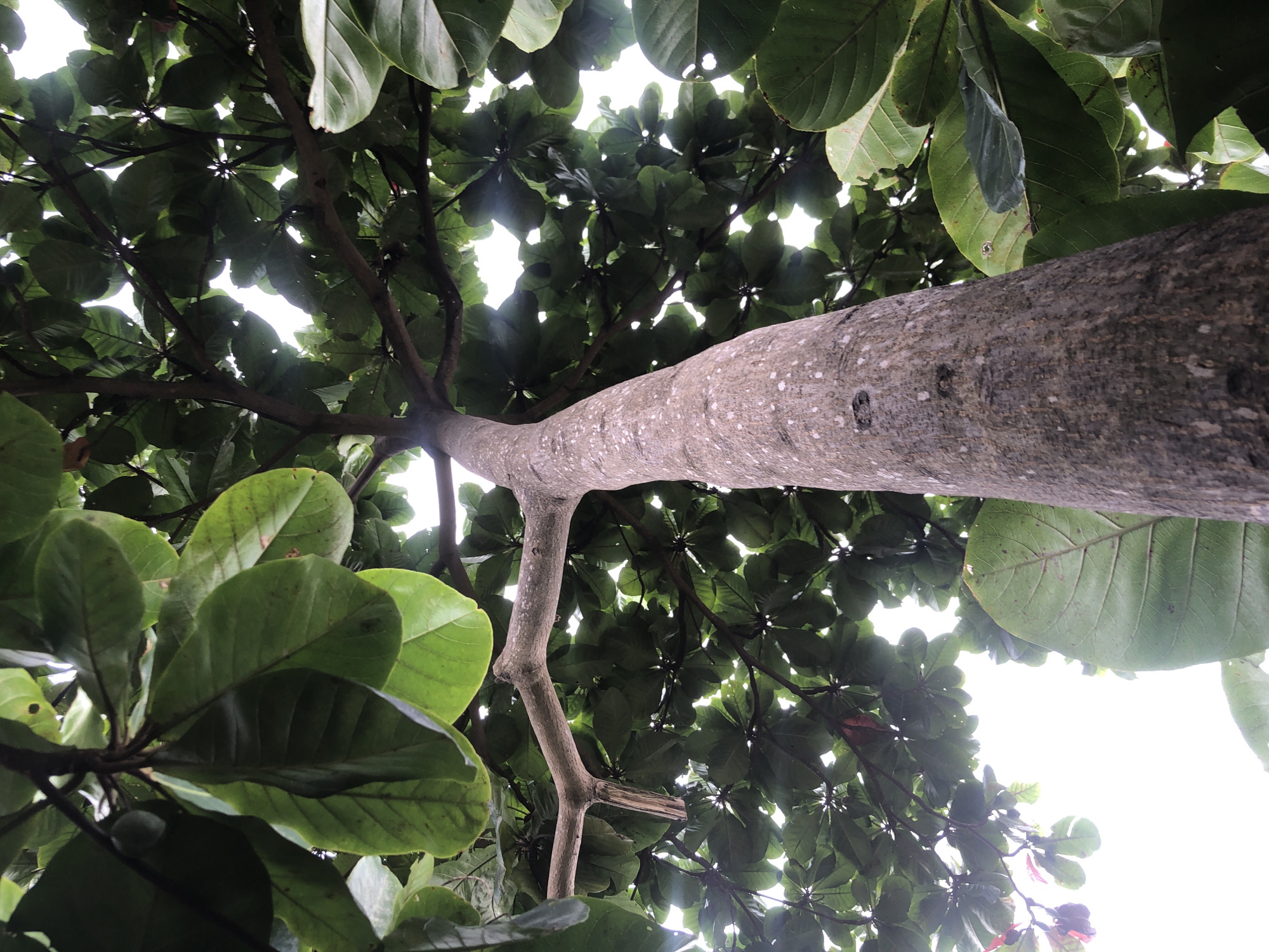 The image shows a low-angle shot looking up through the dense canopy of a large tree, likely in a tropical or subtropical environment. The trunk of the tree, rough and textured with greyish-brown bark speckled with lighter dots, is prominently positioned in the lower right and extends upwards, dominating the frame. Large, broad, deep green leaves, some with slightly yellowed or damaged edges, cluster thickly on branches that radiate outwards, creating a ceiling of foliage against a bright, overcast sky. Sunlight filters through the leaves, creating dappled light and highlighting the vibrant green. The scene suggests a natural setting, possibly a park, garden, or a street lined with trees, within the city of Ado, Nigeria. No people or specific actions are visible; the focus is solely on the tree and its foliage.