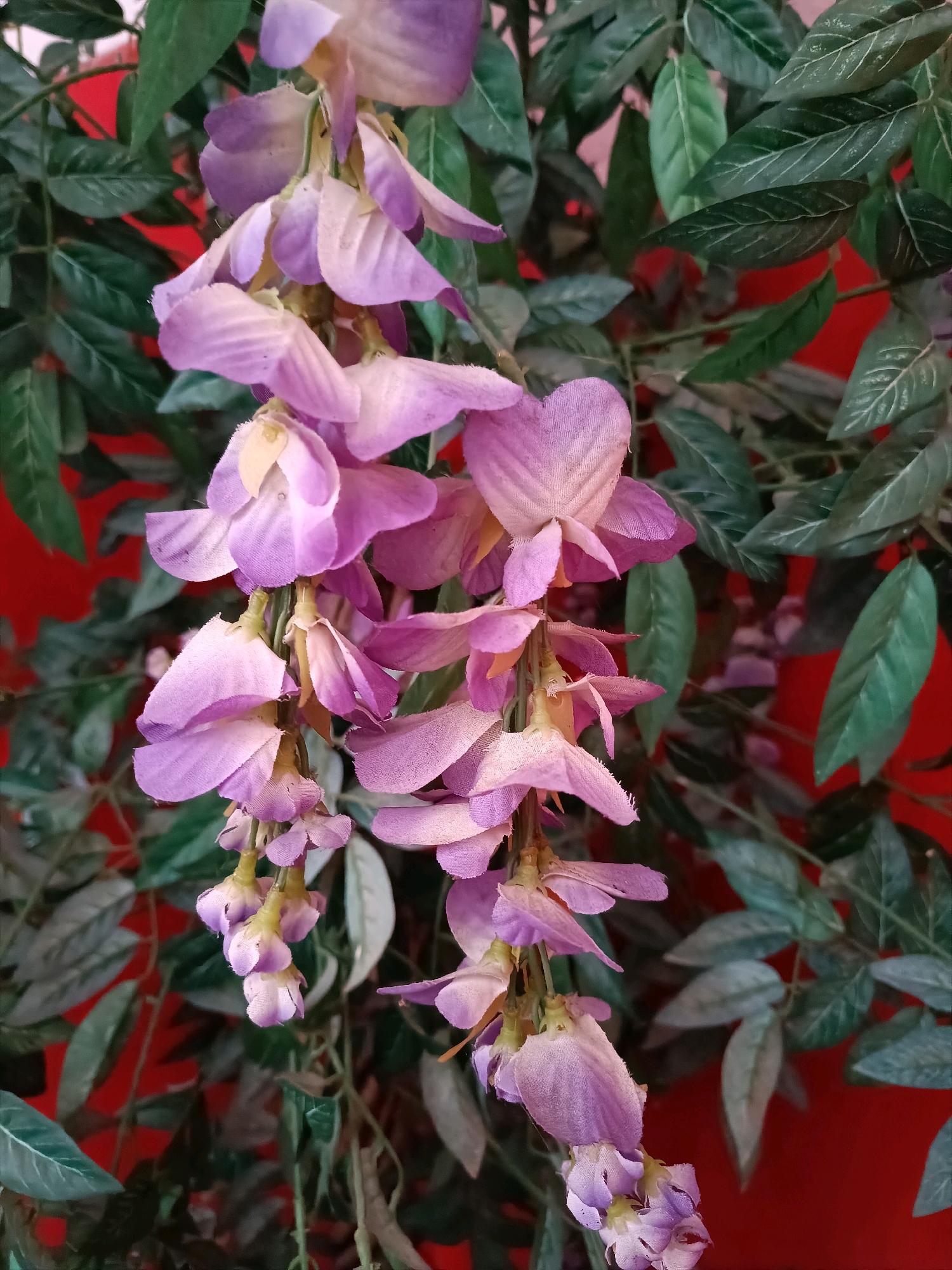 A close-up, vertical shot focuses on a cluster of artificial wisteria flowers in shades of light purple and cream, cascading downwards. The flowers have delicate, layered petals that are slightly textured. Interspersed with the blooms are dark green artificial leaves, adding depth and contrast. Behind the foliage and flowers, a vibrant red background is visible, suggesting an indoor setting or a staged display. The lighting is soft, highlighting the textures of the petals and leaves. There are no people or animals present in the image. The scene does not provide any specific geographic markers to indicate its location within the city of Tebras, Latvia.