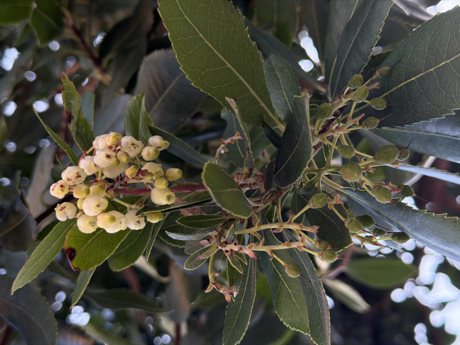 Clusters of cream-colored, bell-shaped flowers bloom among dark green leaves. Some stems bear small, unripe green berries. The leaves are oblong with serrated edges. Branches are visible, interspersed with blurred background foliage. The lighting is soft, enhancing the natural textures and colors.
