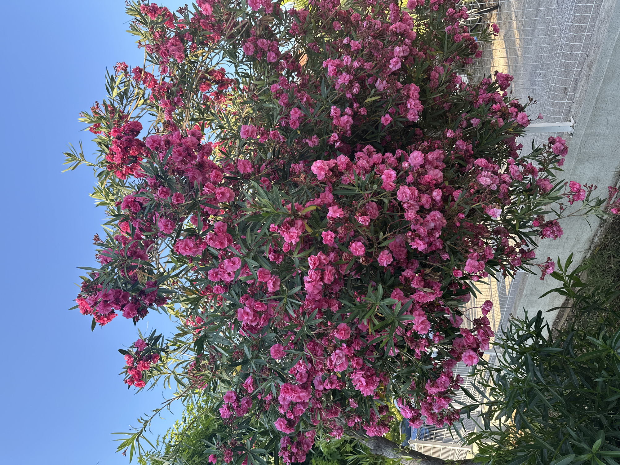 A dense, blooming oleander bush with abundant pink flowers dominates the frame. The bush is situated in front of a white metal fence, with a low concrete wall visible below the fence. Beyond the fence, a paved pathway or road is present. In the background, glimpses of greenery and a clear blue sky are visible. The image appears to be taken outdoors, likely in a residential or garden area in Fethiye, Turkey. There are no people or animals visible in the scene.