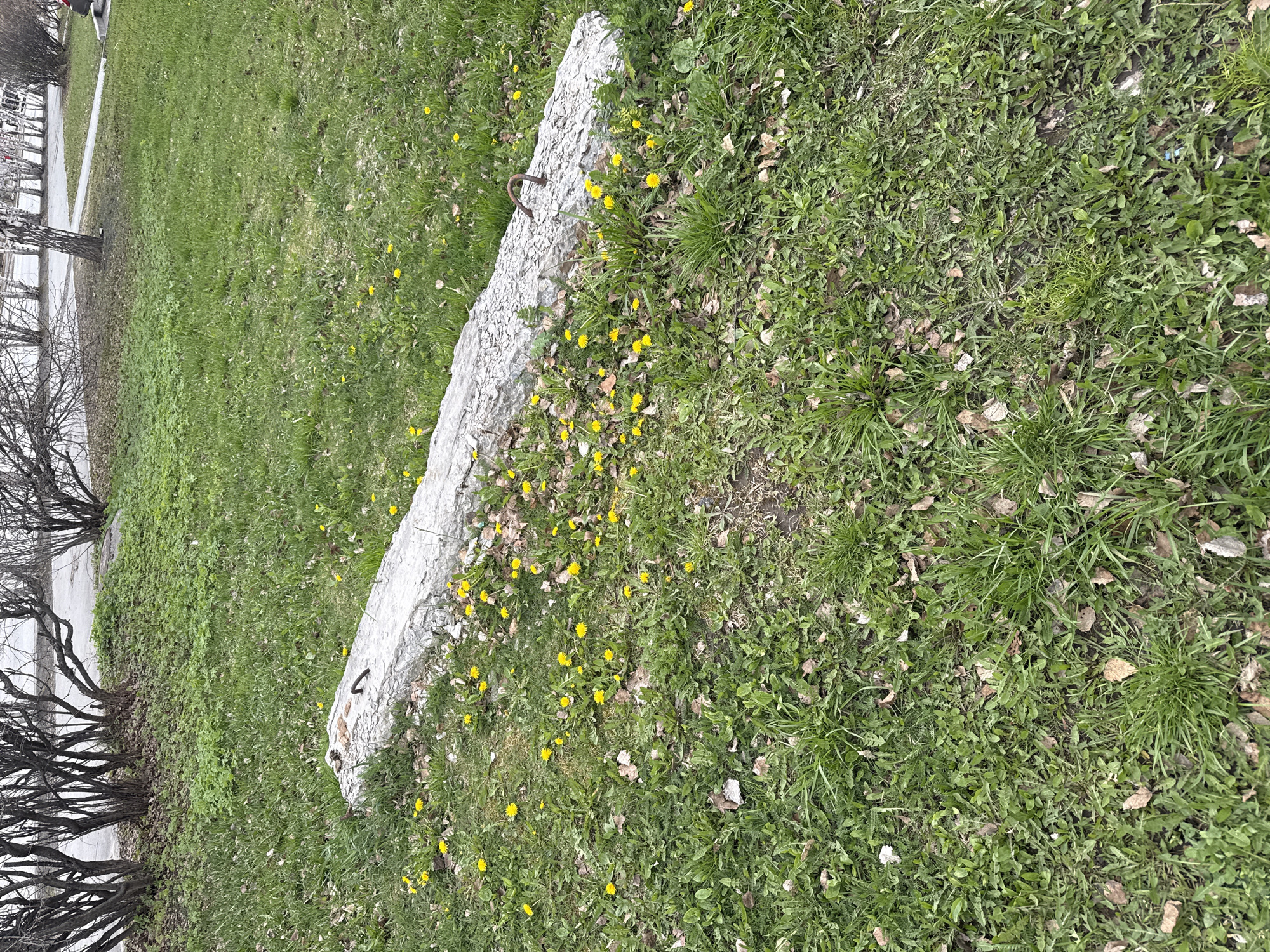 The image shows a concrete slab lying on a grassy area in Tobolsk, Russia. The grass is green and interspersed with yellow dandelions and brown leaves. A metal loop protrudes from one end of the slab. In the background are bare-branched trees and a sidewalk.