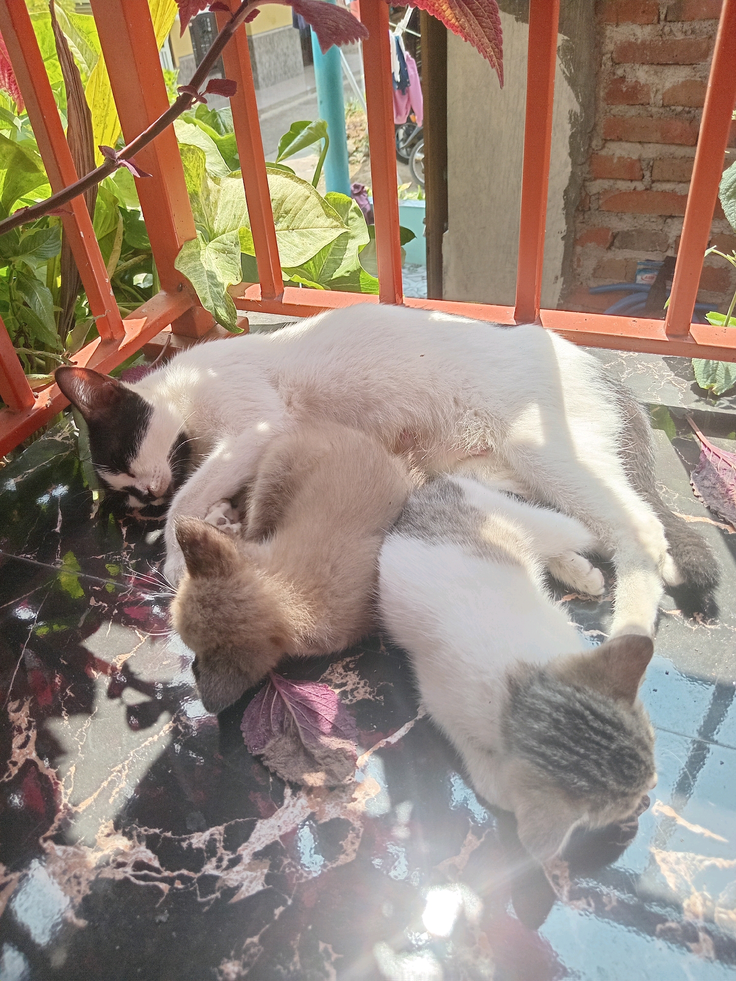 In Claket, Indonesia, three cats are sleeping on a table with a marble-like surface. A white cat with black markings on its head is curled up, its body partially obscured by two kittens. One kitten, predominantly a light brown color, is nestled against the white cat. A second kitten, with white and gray markings, is positioned to the right of the first kitten. The cats are positioned on a table that is on a balcony, indicated by an orange railing and greenery in the background. Sunlight streams down, creating distinct shadows on the table. The environment appears to be outdoors.