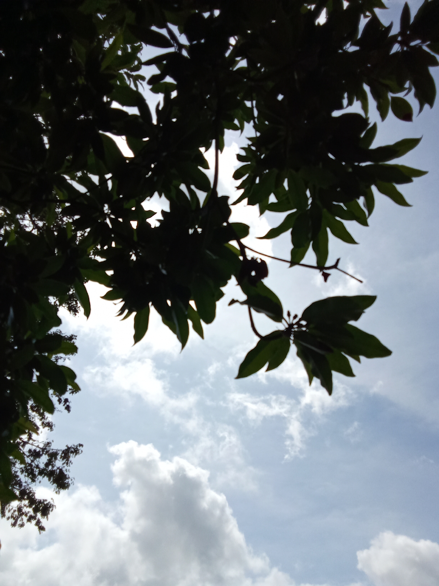 The image, likely taken from Juan Griego, Venezuela given the prompt, shows a view looking upwards through dense foliage toward a cloudy sky. The leaves are heavily silhouetted, suggesting a strong light source behind them. The sky is a mix of light blue and white, with cumulus clouds visible. No people, specific objects or actions are directly observable. The environment is predominantly natural.