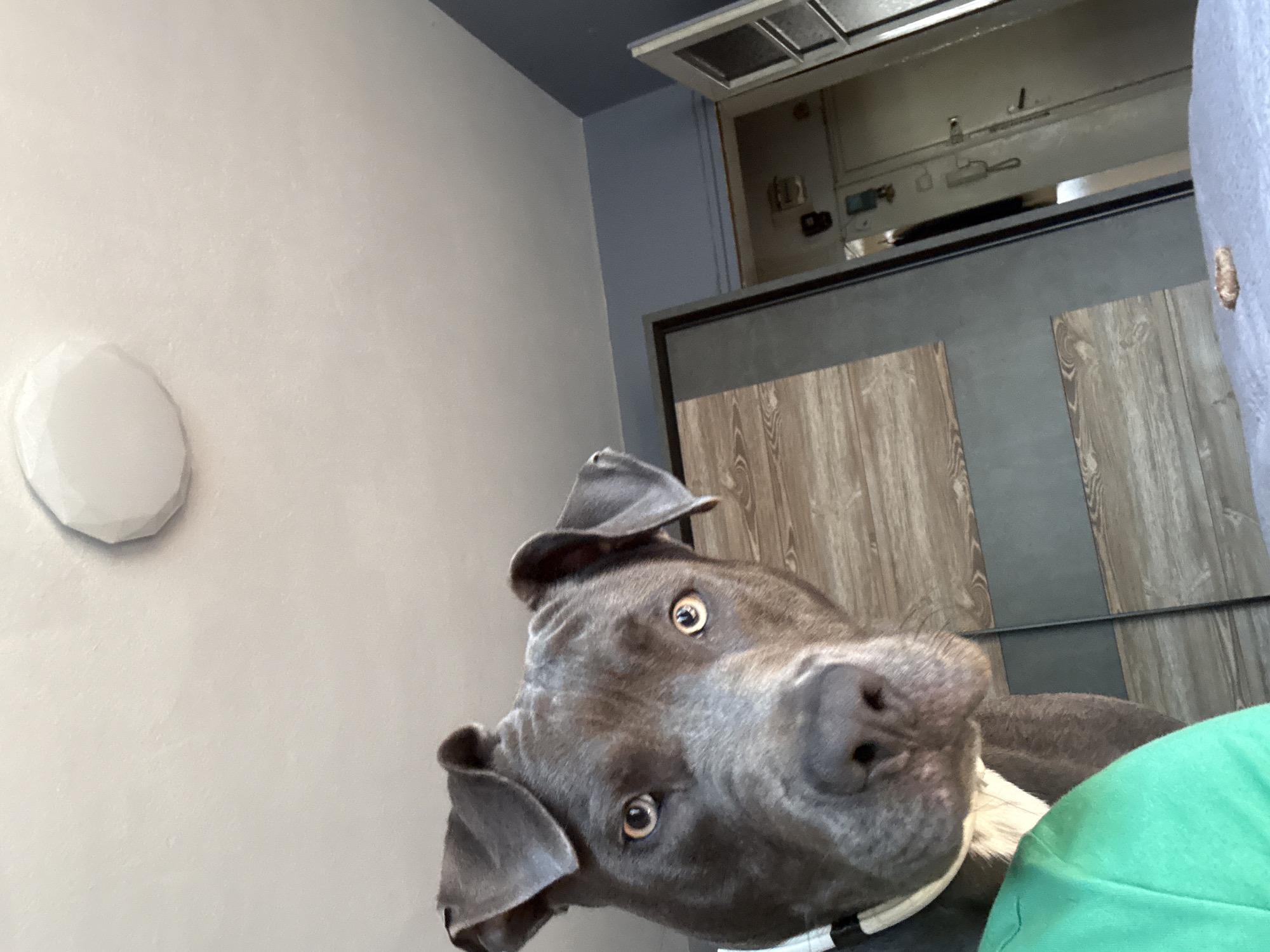 A grey pit bull dog is looking directly at the camera, with its head tilted slightly. The dog is wearing a white collar with black stripes. In the background, there is a doorway to another room, a closet, and a ceiling light fixture. The scene appears to be indoors. The image does not contain any elements that would suggest its location in Varna, Bulgaria.