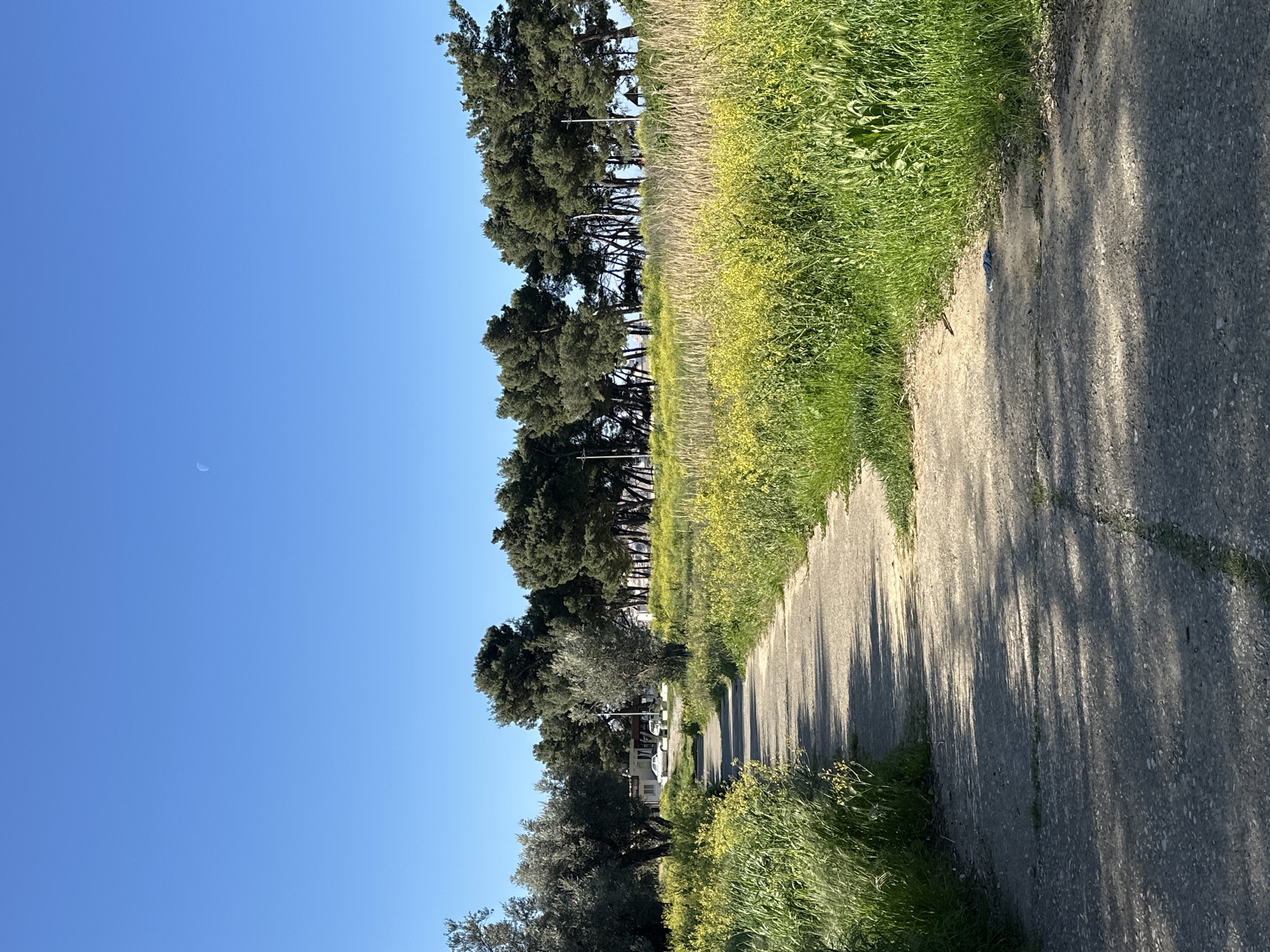 A photograph, presented in a rotated orientation, depicts a paved pathway or road bordered by greenery and trees, presumably near the city of Bar, Montenegro. The pathway, which dominates the lower right portion of the frame, is marked by shadows that suggest the presence of trees or structures adjacent to the road. The environment appears lush with vegetation along the pathway's edge. A line of trees stretches along the left side of the road, creating a visual barrier that separates the path from what looks like a small cluster of buildings in the mid-ground, possibly residential dwellings and parked vehicles. Above the tree line, a clear blue sky is visible. A faint crescent moon is visible in the distance, at the upper left. A single discarded object, possibly trash, sits on the path near the greenery.