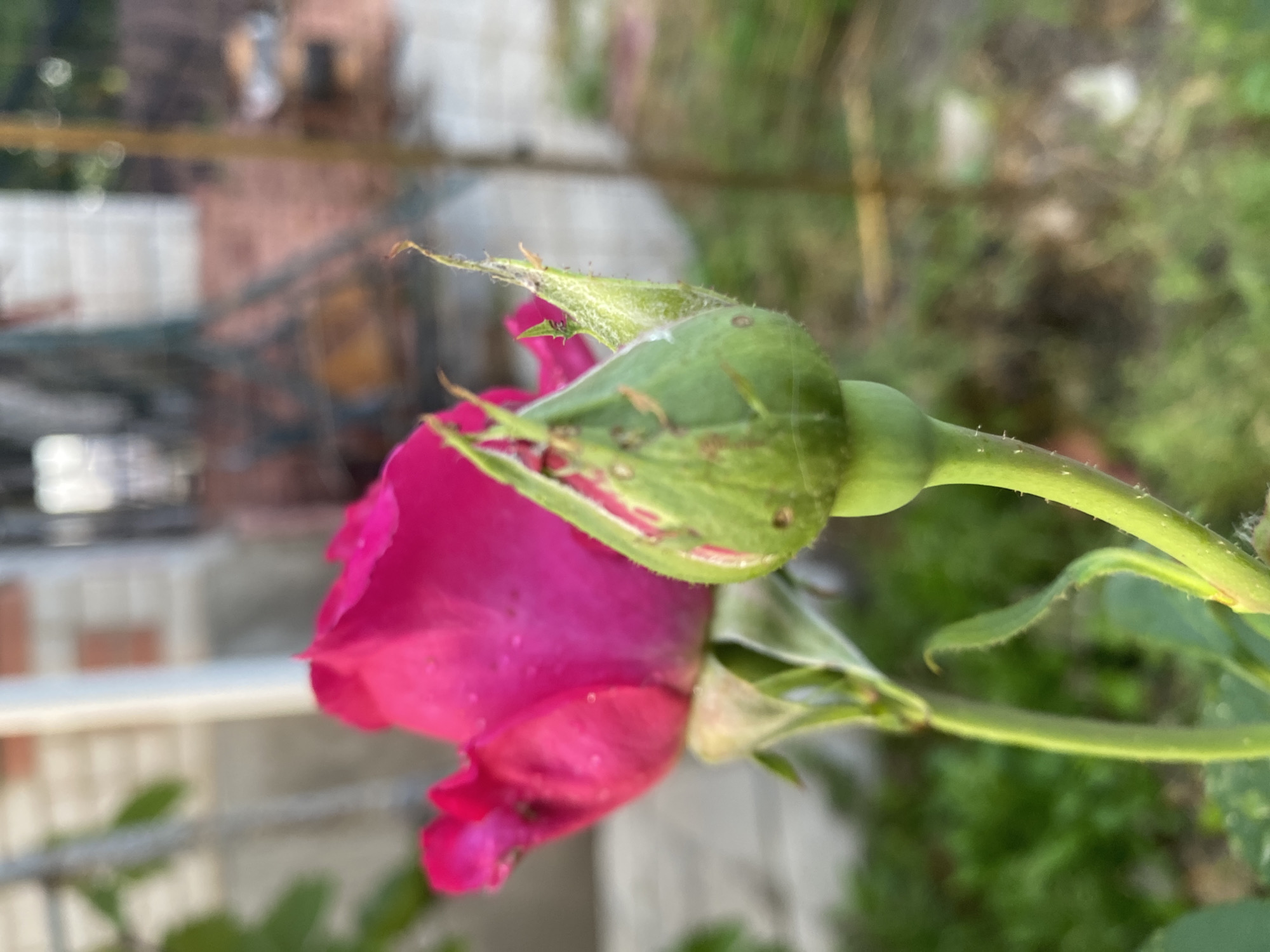 The image is a close-up shot of a bright pink rose bud, still mostly enclosed by its green sepals. The sepals are covered in small, dark specks, which appear to be aphids. Some of the rose petals are beginning to unfurl, revealing their vibrant color. The focus is on the rose bud and its immediate surroundings, with the background blurred into soft greens and earthy tones. The overall lighting suggests it is daytime, possibly morning or late afternoon, with soft sunlight illuminating the scene. The rose appears to be in a garden or outdoor setting, with hints of foliage and possibly a fence or railing visible in the background. There are no people or text visible in the image.