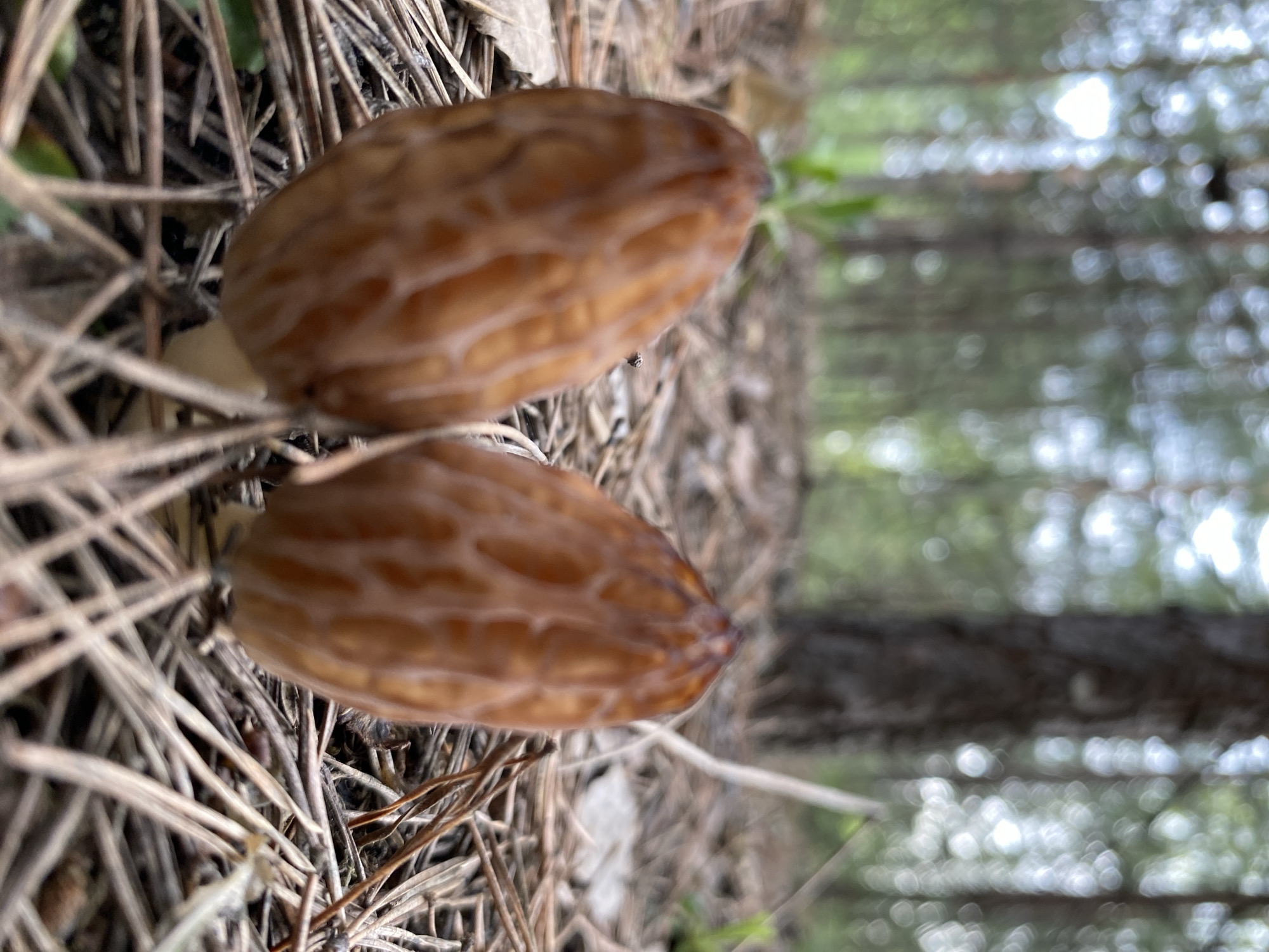The image shows two brown morel mushrooms growing on a forest floor covered in pine needles. The background is blurred, but it appears to be a forest with trees visible. The location is Noviy, Russia.