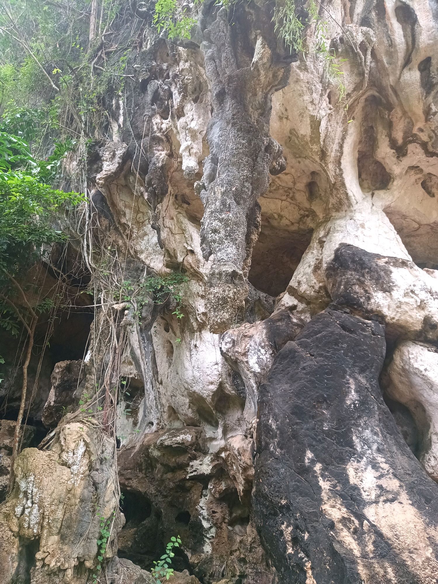 The image depicts a close-up view of a limestone karst cliff face in Pak Nam, Thailand. The cliff is characterized by its weathered and eroded texture, with numerous holes, crevices, and stalactite-like formations. Several vines and branches of green foliage are seen growing on and around the rock face, some hanging down and intertwining with the formations. The rock itself displays a variety of colors, ranging from light beige and white to darker gray and black, suggesting mineral deposits and the effects of weathering. The lighting suggests an overcast or shaded environment, typical of a tropical jungle or coastal area. The perspective is from below, looking up at the imposing rock structure. There are no people or animals visible in the image.