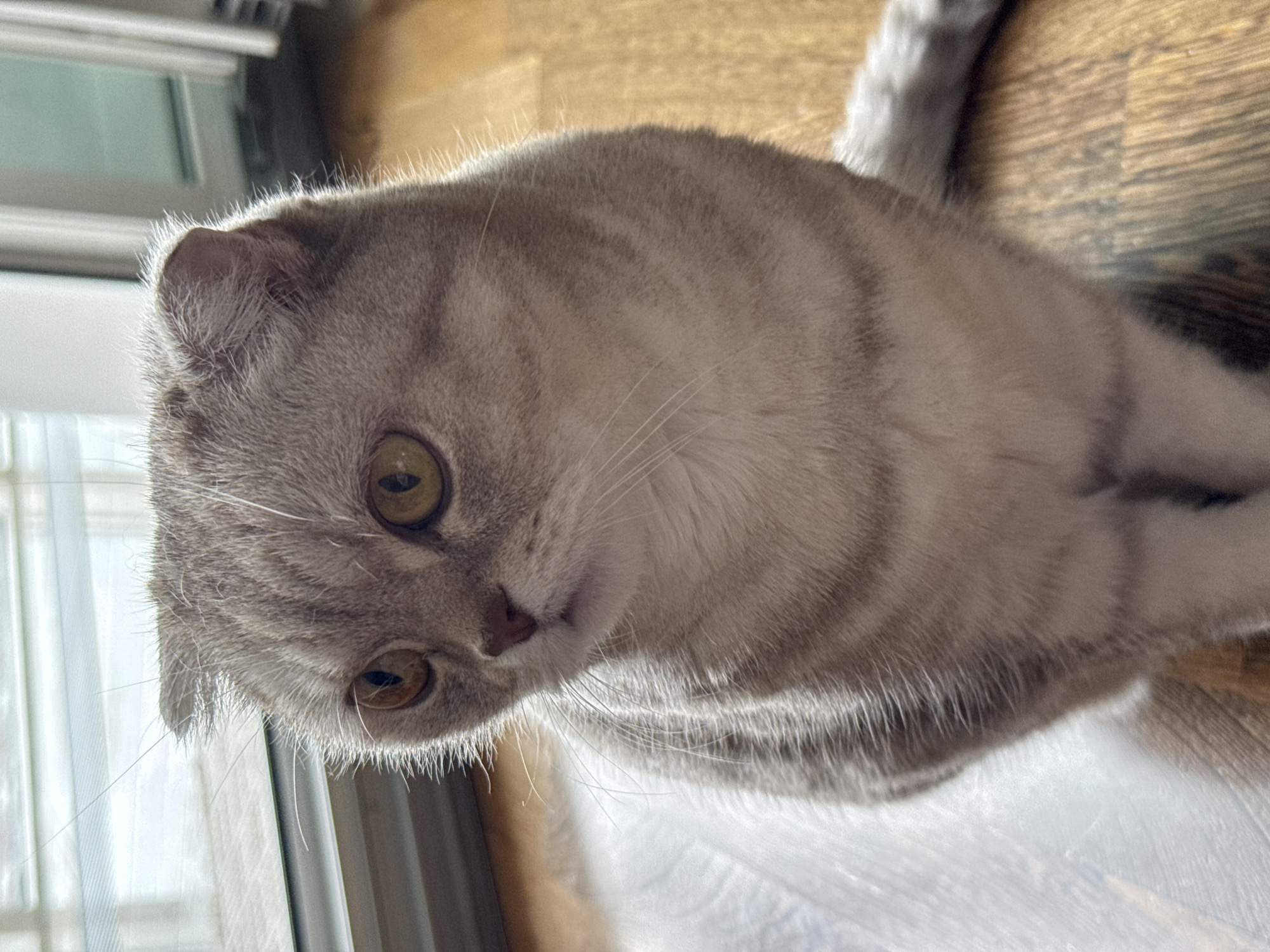 A gray and white Scottish Fold cat with amber eyes is seated indoors, looking at the camera. The cat is positioned on a wood floor near a window covered by a white curtain. The location is not identifiable as Saint Petersburg, Russia.