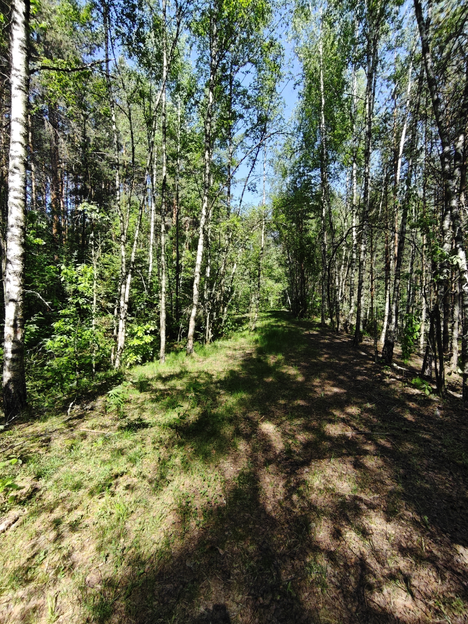The image depicts a path through a forest in Боровково, Russia. The path is covered in grass, dirt, and shadows cast by the surrounding trees. The trees are primarily birch, with some other varieties mixed in. The sky is visible through the canopy, appearing blue. There are no people visible in the image.