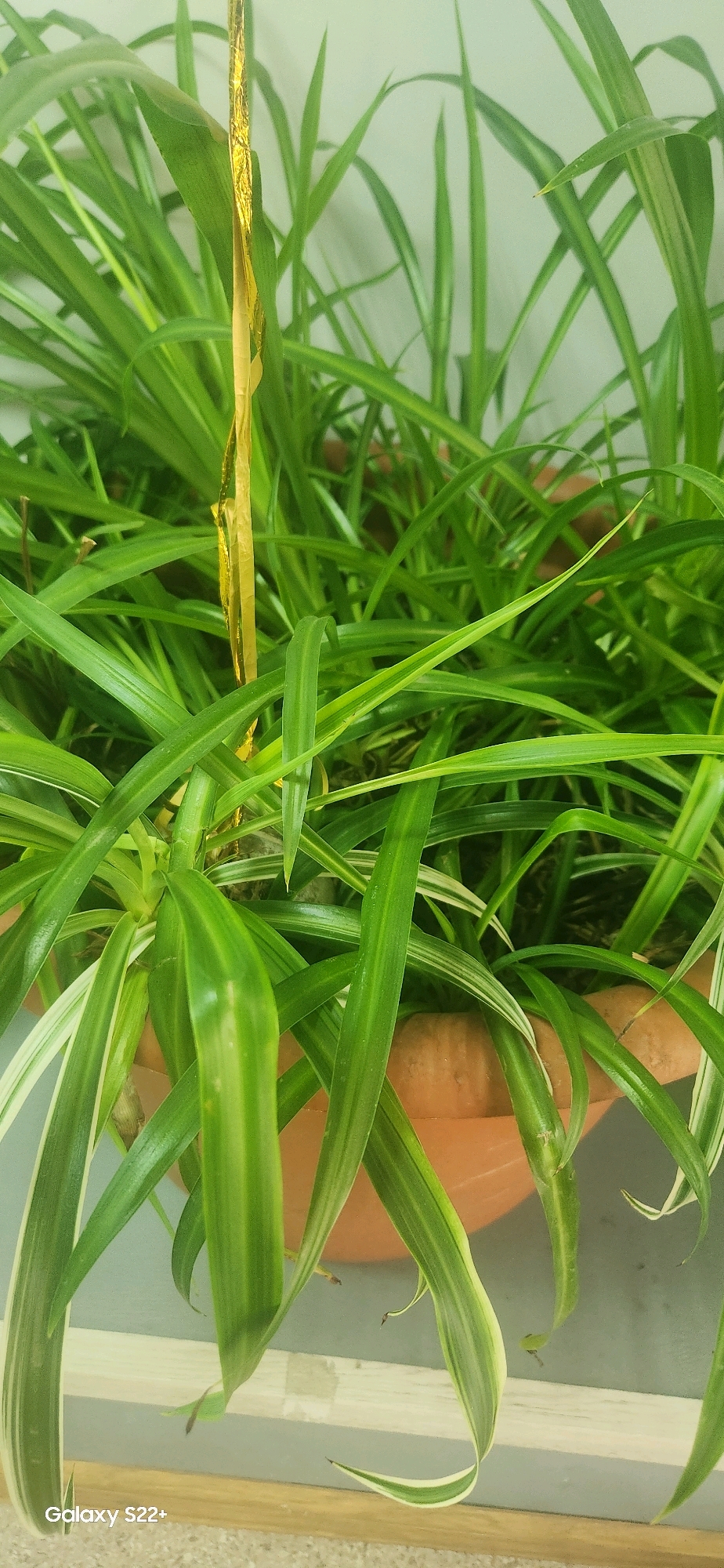The image shows a close-up of a spider plant (Chlorophytum comosum) in a terra cotta pot. The plant has long, thin, green leaves with white stripes. A single dry, gold-colored leaf is visible in the center of the frame, partially obscuring the other leaves. The background is a plain, light-colored wall. There are no people or animals visible in the image. The image is a vertical shot with the bottom of the pot visible at the bottom of the frame. There is a watermark in the bottom left corner that reads "Galaxy S22+". The image is not identifiable as being taken in Nyurba, Russia.
