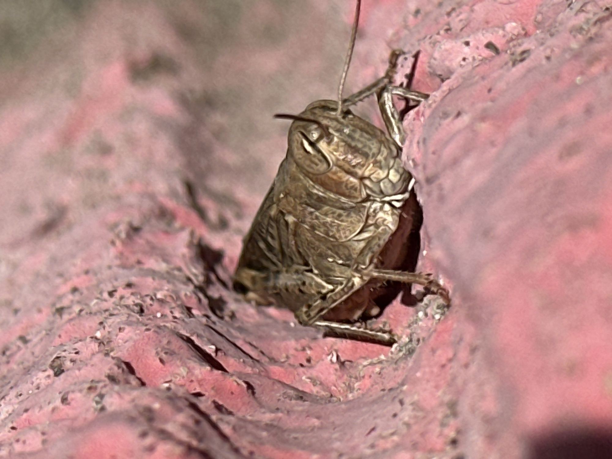 A dead grasshopper, partially concealed within a crevice of a red-painted, textured surface, is captured in a close-up, high-angle shot. The insect's exoskeleton displays intricate segmented details and a weathered appearance. The surrounding surface is rough, with visible imperfections and a peeling paint texture, suggesting an outdoor urban environment. The lighting is direct, casting subtle shadows and highlighting the granular nature of the surface. The scene does not contain any people, specific actions, or interactions. No contextual information regarding its location in Luhansk, Ukraine is present in the image.
