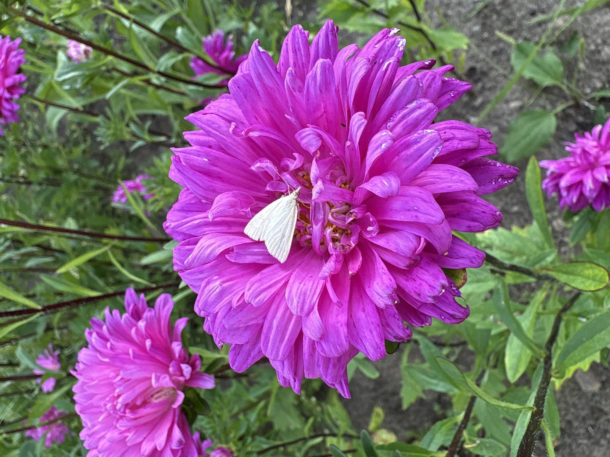 A close-up, eye-level shot showcases a vibrant pink aster flower with a small white butterfly resting on its petals. The flower dominates the foreground, its numerous petals unfurling outwards. In the background, other pink aster flowers and green foliage create a soft bokeh effect. The ground beneath the flowers is visible, appearing as dark soil with some scattered leaves or debris. The scene is set outdoors, likely in a garden or natural setting. The location is specified as Bolshie Lug, Russia.