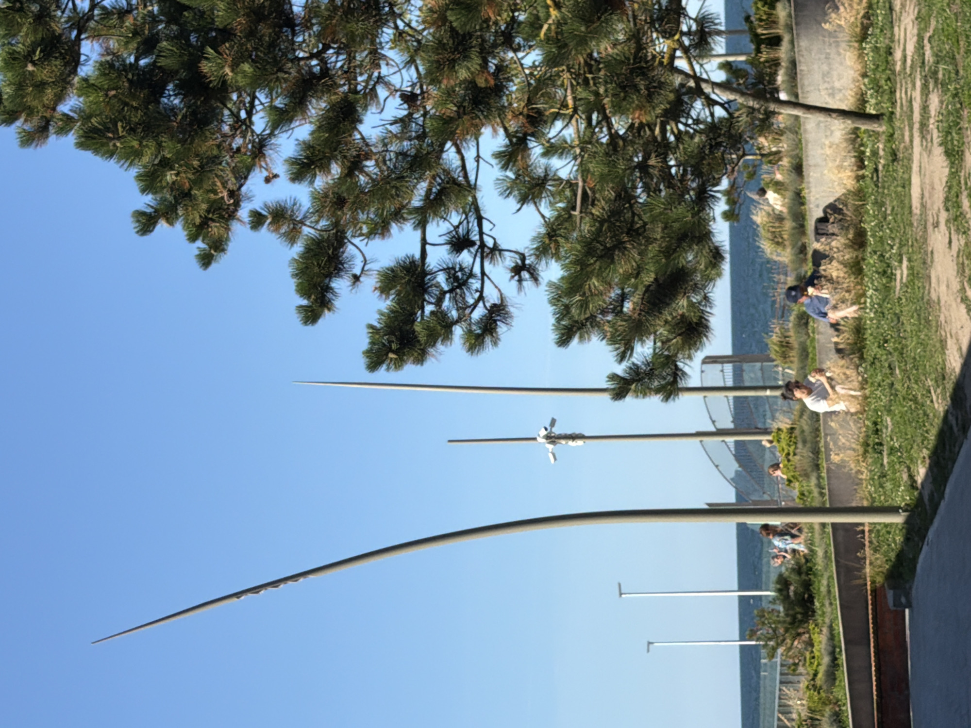 In Zelenogradsk, Russia, on a clear day with a blue sky, a coastal promenade area is depicted. The foreground shows a paved walkway. Beyond this, a grassy area with scattered white flowers and dry grasses is visible. A concrete barrier runs through this area, and on the other side of it, there are more landscaped bushes and grasses. A pine tree with green needles is prominent in the right side of the frame. In the middle ground, several people are present, some sitting and interacting. One person in a white shirt is sitting in the grass on the right, appearing to hold something. Another person in a blue shirt and dark cap is sitting to the left, also appearing to be eating. In the background, the Baltic Sea is visible, with a faint horizon line. A series of tall, slender poles with lights are spaced along the promenade, and a camera is mounted on one of them. A curving ramp or walkway with a railing is also visible in the background.
