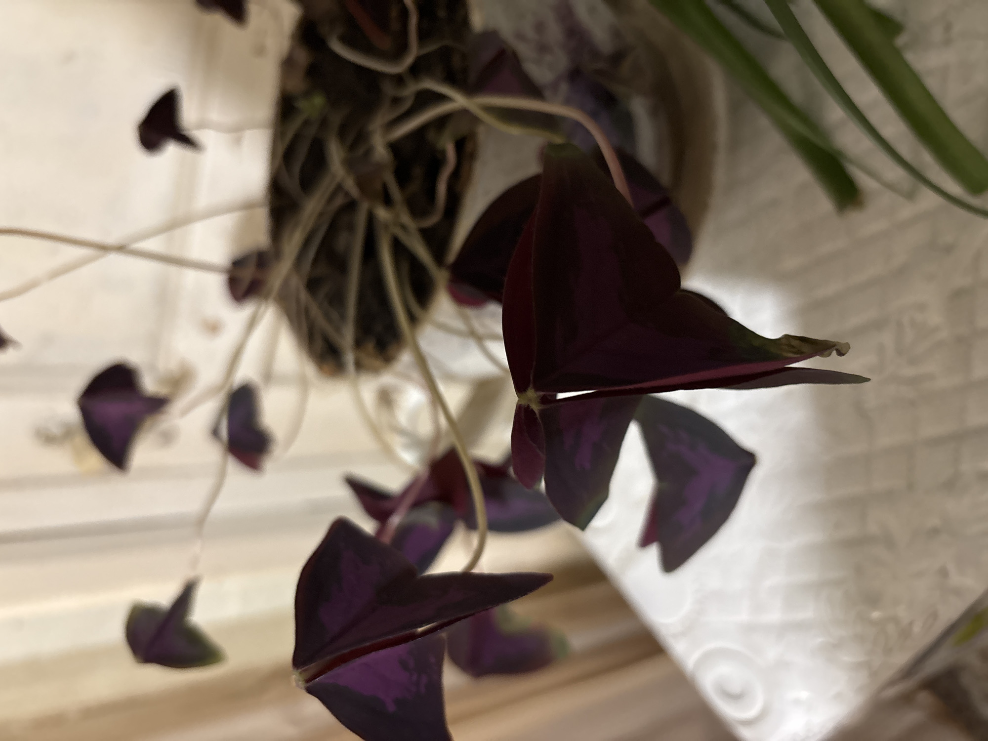 The primary subject of the media file is a vibrant Oxalis triangularis plant, commonly known as False Shamrock or Purple Shamrock, characterized by its striking deep purple, three-lobed leaves. The plant is positioned in a dark-colored pot, from which its slender stems and numerous triangular leaves gracefully cascade downwards. Some of the leaves exhibit subtle lighter purple or green accents.
In the background, a blurred plant with green, strap-like leaves is partially visible towards the upper right. The setting appears to be indoors, likely a domestic environment, with the plant resting on a light-colored, possibly wooden, surface. Behind the plant, there is a prominent white, textured surface, possibly a wall or a decorative object, featuring a repeating embossed or carved pattern of interconnected circles or floral motifs.
No specific activity is taking place; the image is a static close-up of the plant. The lighting is soft and even, highlighting the plant's distinct coloration and form without casting harsh shadows, suggesting either artificial indoor lighting or indirect natural light. There are no discernible time-of-day indicators, weather cues, or emotions conveyed. No visible text is present in the image. The location context of Vagharshapat, Armenia, is provided, but there are no visual cues within the image itself to specifically indicate this location.