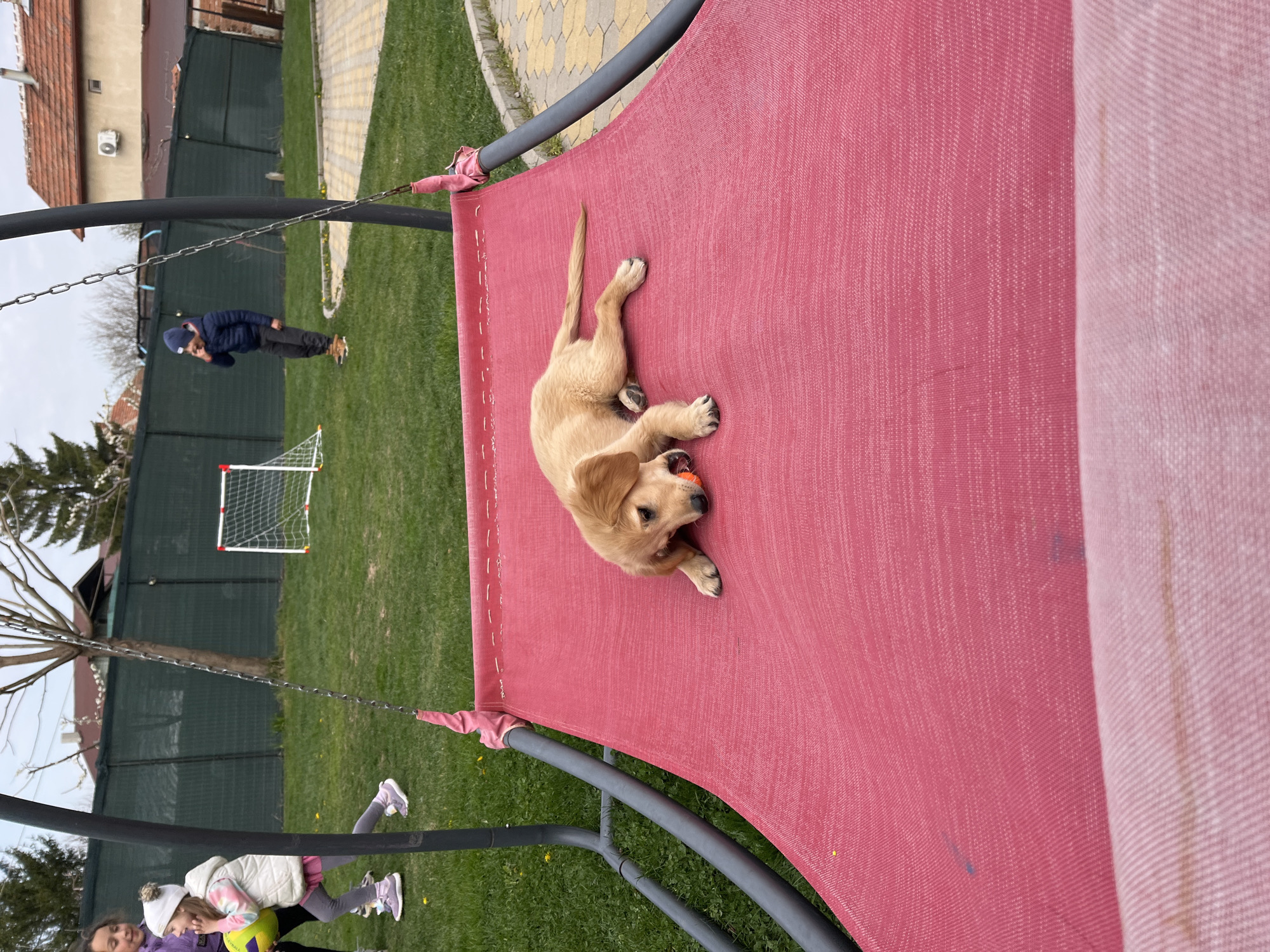 Scene: An outdoor setting in what appears to be a backyard or recreational area in Kostinbrod, Bulgaria.
Subjects and People:
- A golden retriever puppy is lying on a red hammock-like structure, holding a small orange ball in its mouth.
- Two children are visible near the base of the hammock structure.
- Another child is standing further in the background, in the direction of a small soccer goal.
Objects:
- A red hammock-like structure supported by a dark gray frame and hanging chains.
- A small orange ball in the puppy's mouth.
- A soccer goal located in the background.
- A ball that a girl is holding in her hands.
- Fencing and residential buildings.
- Grass and bricked walkway.
Actions and Interactions:
- The puppy is lying on the hammock playing with a ball.
- Children are scattered and interacting in the background.
Environment:
- Grassy area with some trees and fences surrounding the perimeter.
- Buildings with pitched roofs are visible in the background, indicating a residential area.
- The sky is overcast.