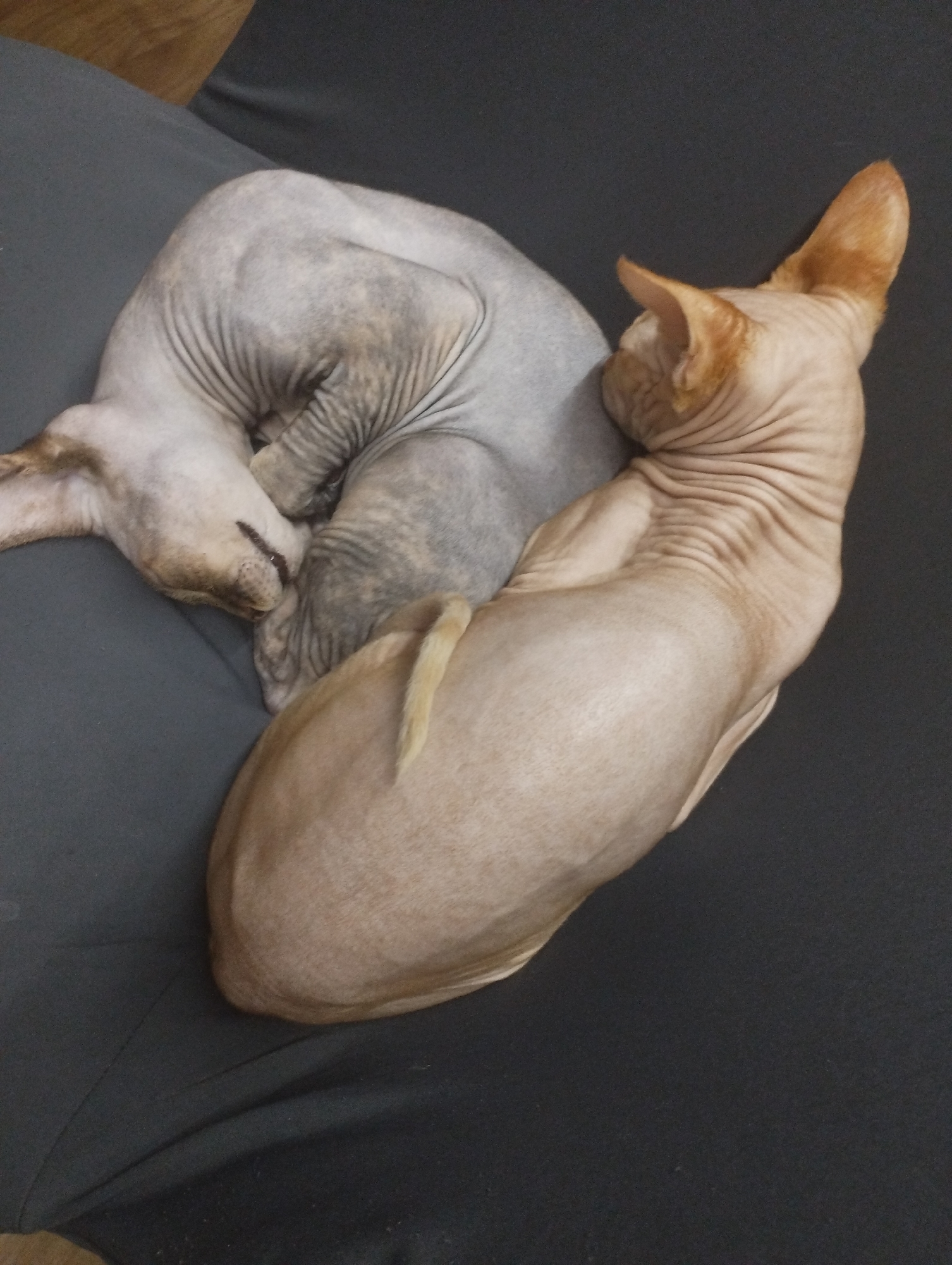 Two hairless cats are curled together on a gray surface, likely a couch or blanket. One cat has a gray mottled coat, while the other has a tan coat with a lighter tail. Both cats appear to be sleeping or resting. There are no indications in the photo to suggest that the photo was taken in Sofia, Bulgaria.