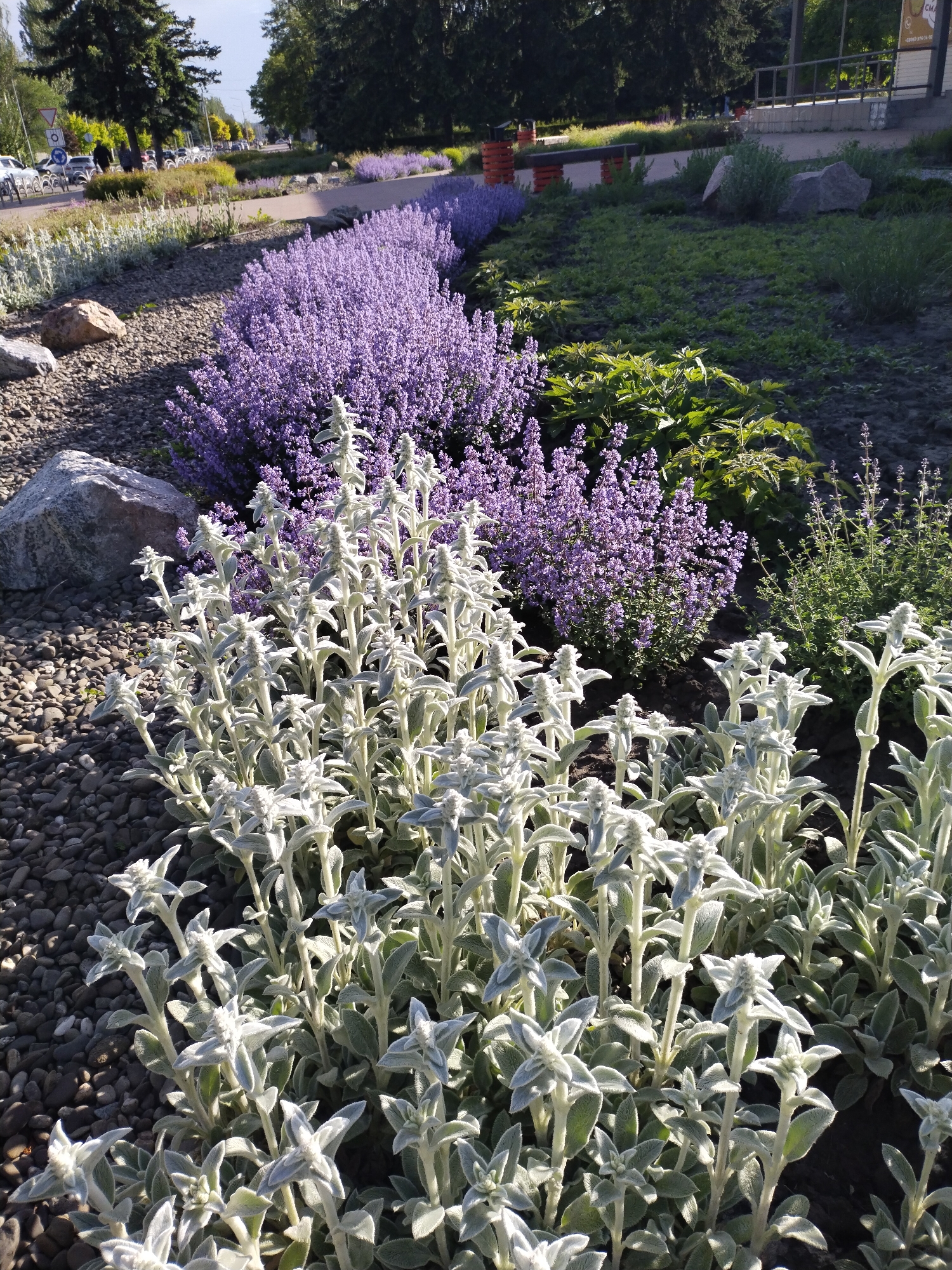 The image captures a well-maintained flowerbed in Horishni Plavni, Ukraine. The flowerbed features a variety of plants, including a prominent patch of silvery-white lamb's ear (Stachys byzantina) in the foreground. Behind the lamb's ear, there are bushes of purple flowers, likely catmint (Nepeta). To the right of the catmint, there are various other green plants. The ground is covered with small, dark gravel. In the background, a row of similar purple flowers extends further into the scene, accompanied by other landscaping elements, including rocks and greenery. A street and some parked cars are visible in the far background, along with buildings and trees. The lighting suggests a bright, sunny day.