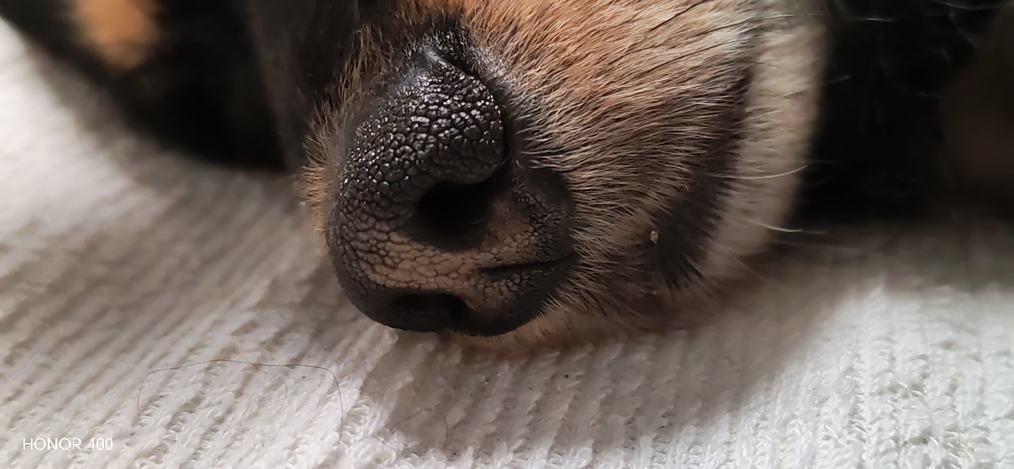 A close-up photograph shows the nose and muzzle of a sleeping dog. The dog's nose is black with a textured surface. The surrounding fur is a mix of tan and black. The dog is resting on a white, textured surface that appears to be a towel or blanket. The environment is undifferentiated, but it is not specified in Noviy, Russia.