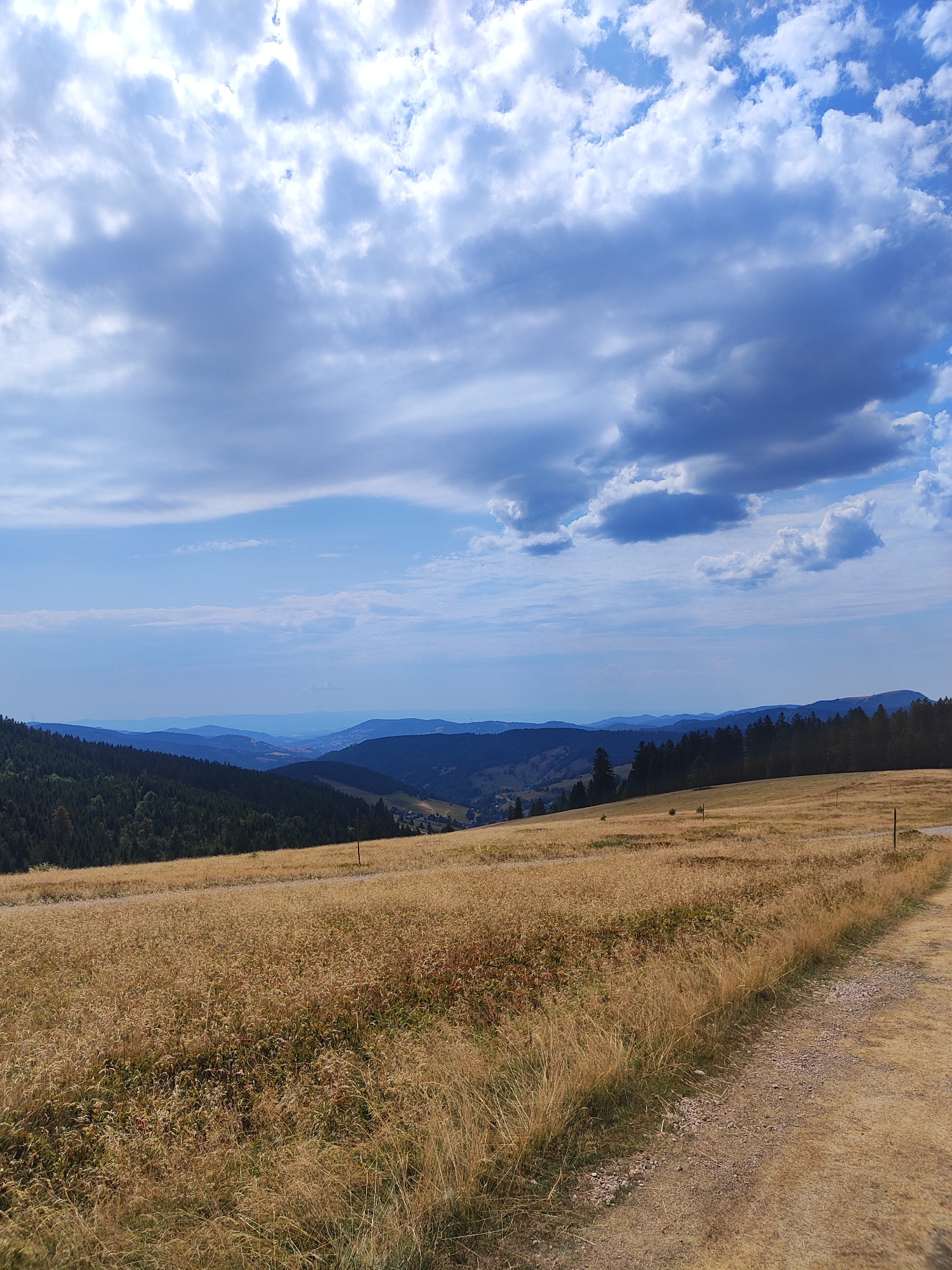 The image depicts a panoramic landscape from a high vantage point, likely in the vicinity of Todtnau, Germany. In the foreground, a dry, golden-brown meadow stretches across the frame, with tall grasses swaying gently. A gravelly dirt path curves through the right side of the meadow.
In the mid-ground, a dark green, dense forest of coniferous trees covers a sloping hillside. Beyond the forest, a series of undulating hills and valleys are visible, fading into a hazy blue in the distance, suggesting a mountainous region. Small structures, possibly houses or farm buildings, can be discerned nestled in some of the valleys.
The sky above is a dramatic mix of blue sky and white and gray clouds. The clouds are textured and varied, with some appearing dense and shadowed, while others are lighter and more wispy. A few thin, linear clouds stretch across the horizon. The overall impression is one of a serene, natural landscape under a dynamic sky. There are no people visible in the image.