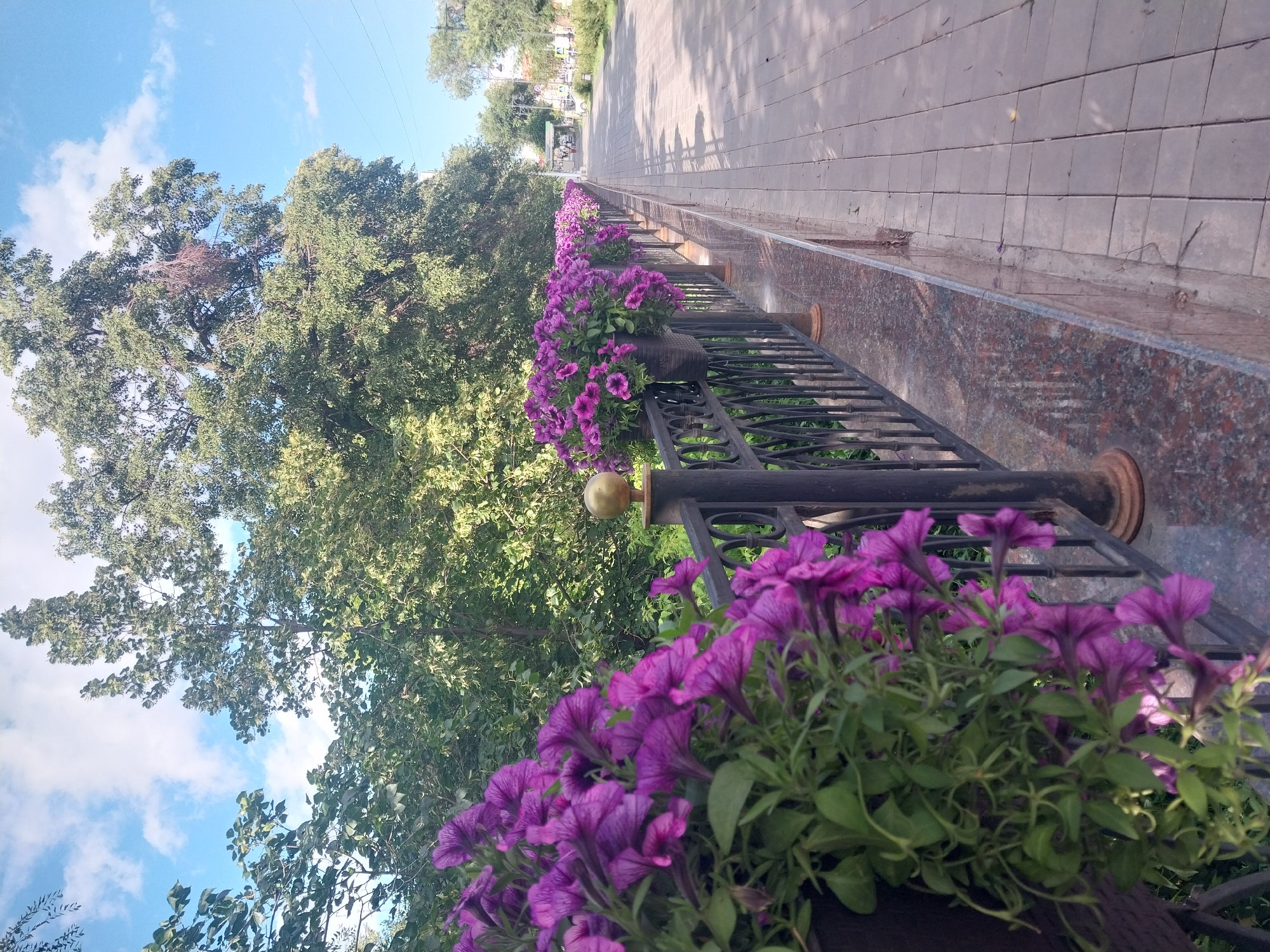 The image captures a sunny day along a paved walkway in Orenburg, Russia, lined with a decorative black metal fence. Cascading purple petunias in dark planters adorn the top of the fence, adding vibrant color to the scene. Beyond the flowers and fence, lush green trees form a dense canopy, with large deciduous trees dominating the background. The walkway, paved with gray square tiles, extends into the distance, where a few people can be seen walking and a street with cars is visible. The sky is a clear blue with scattered white clouds. The overall impression is one of a well-maintained urban public space, likely a park or a pedestrian street, decorated with abundant flowering plants.