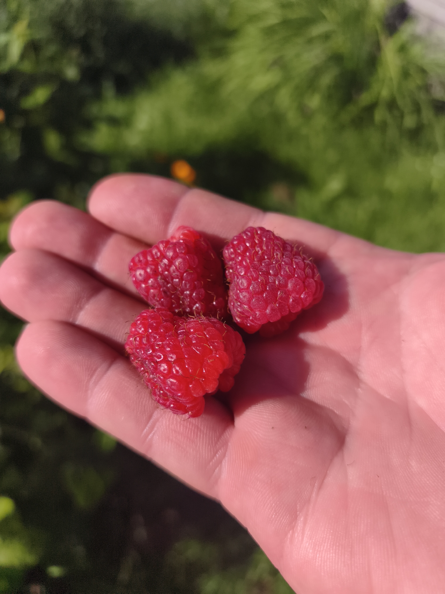 A close-up shot shows three ripe raspberries resting in the palm of a person's hand. The hand is pinkish-toned and appears to be of an adult. The raspberries are a vibrant red color and have a textured surface, characteristic of the fruit. The background is out of focus and consists of lush green foliage, suggesting an outdoor setting, possibly a garden or a natural environment within the Гаранскі сельскі Савет region of Belarus. The lighting indicates it is daytime, with sunlight casting a gentle glow on the scene.