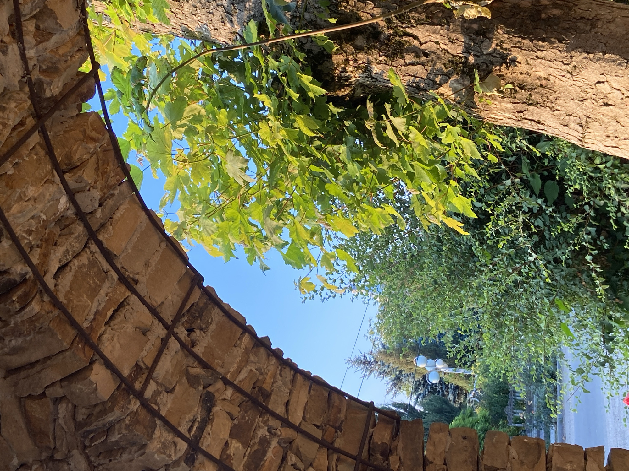 The image, captured from an eye-level perspective, showcases a sunlit outdoor scene framed by a rustic stone archway. The arch, constructed from irregular, weathered stones and reinforced with a metal grid, forms a partial enclosure on the left side of the frame. Beyond the arch, the scene opens to a clear blue sky.
Dominating the right side of the composition is a thick tree trunk with rough, textured bark, bathed in warm, golden sunlight. Lush green foliage, likely from a maple tree, overhangs from the upper right, its leaves catching the light and casting dappled shadows.
In the background, visible through the arch and beneath the trees, is a verdant landscape. Dense green bushes and smaller trees create a soft backdrop. Further in the distance, a lamppost with multiple spherical lights stands out, along with glimpses of other trees and what appears to be some architectural elements, possibly a gazebo or a decorative structure. A paved surface, likely a road or pathway, is visible at the bottom left. The overall impression is one of a serene, natural setting touched by the warmth of the sun.