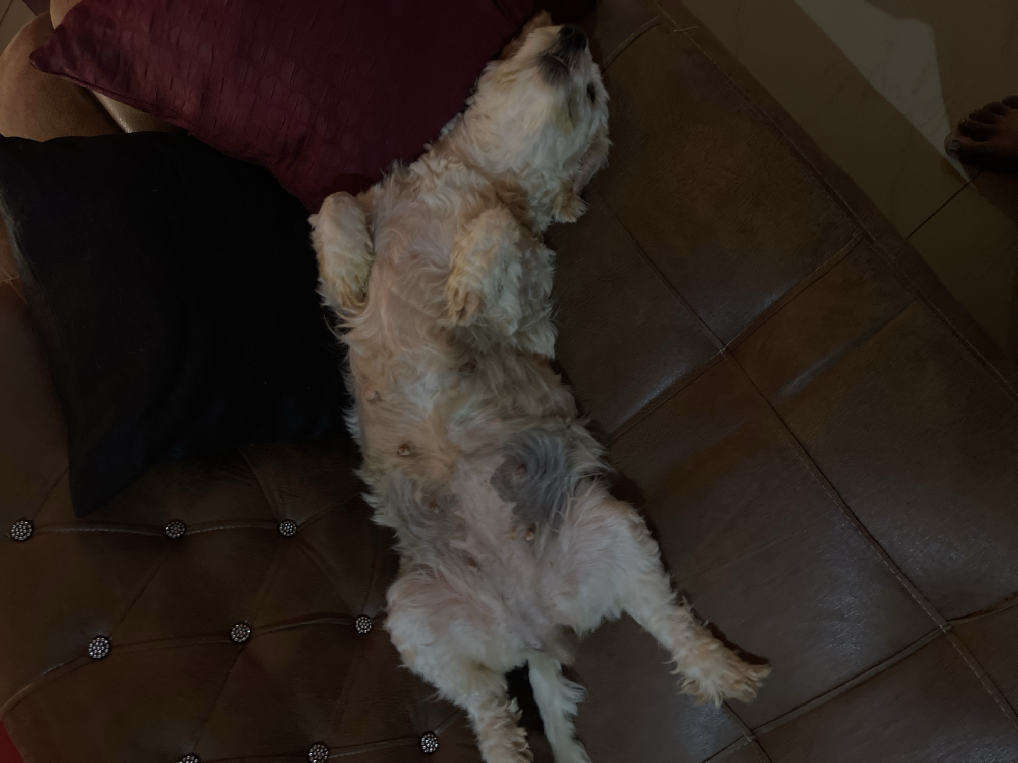 A light-colored dog is sleeping on its back on a brown leather couch. The dog's belly is exposed, revealing several teats. The couch is tufted with small, decorative studs. There are two pillows on the couch behind the dog, one black and one dark red. A person's foot is visible on the floor to the right of the couch. The scene appears to be indoors, possibly in a living room. The image does not provide enough information to determine the specific location within the city of Jos, Nigeria.