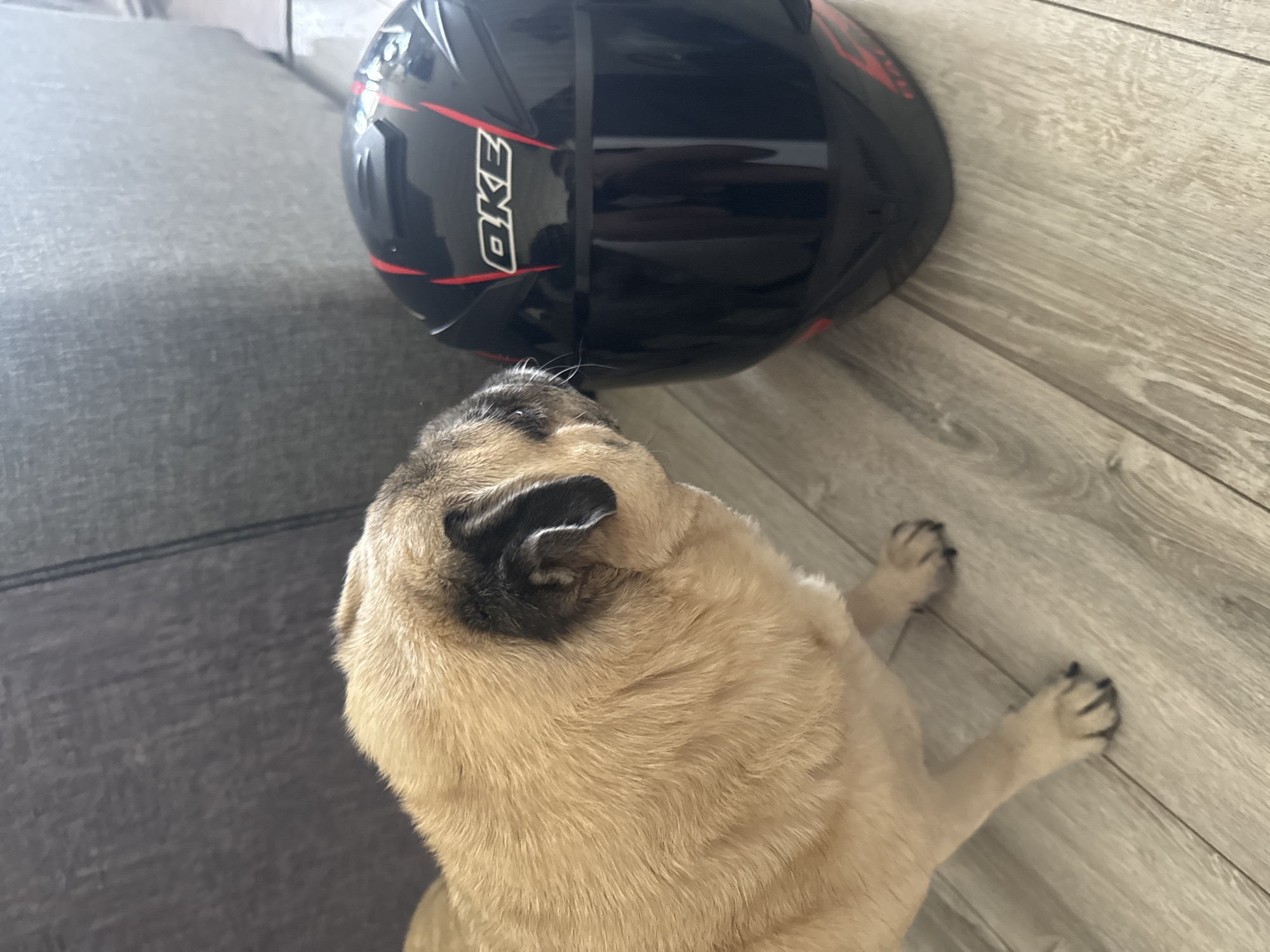 A fawn-colored pug sniffs a black motorcycle helmet with red accents. The pug is on the left side of the frame, its head and shoulders visible as it leans toward the helmet. The helmet is on the right, upright and facing forward. The scene appears to be indoors, with a gray upholstered couch in the background and a light-colored wooden floor. The lighting is bright, suggesting daylight. The overall impression is one of casual domesticity.