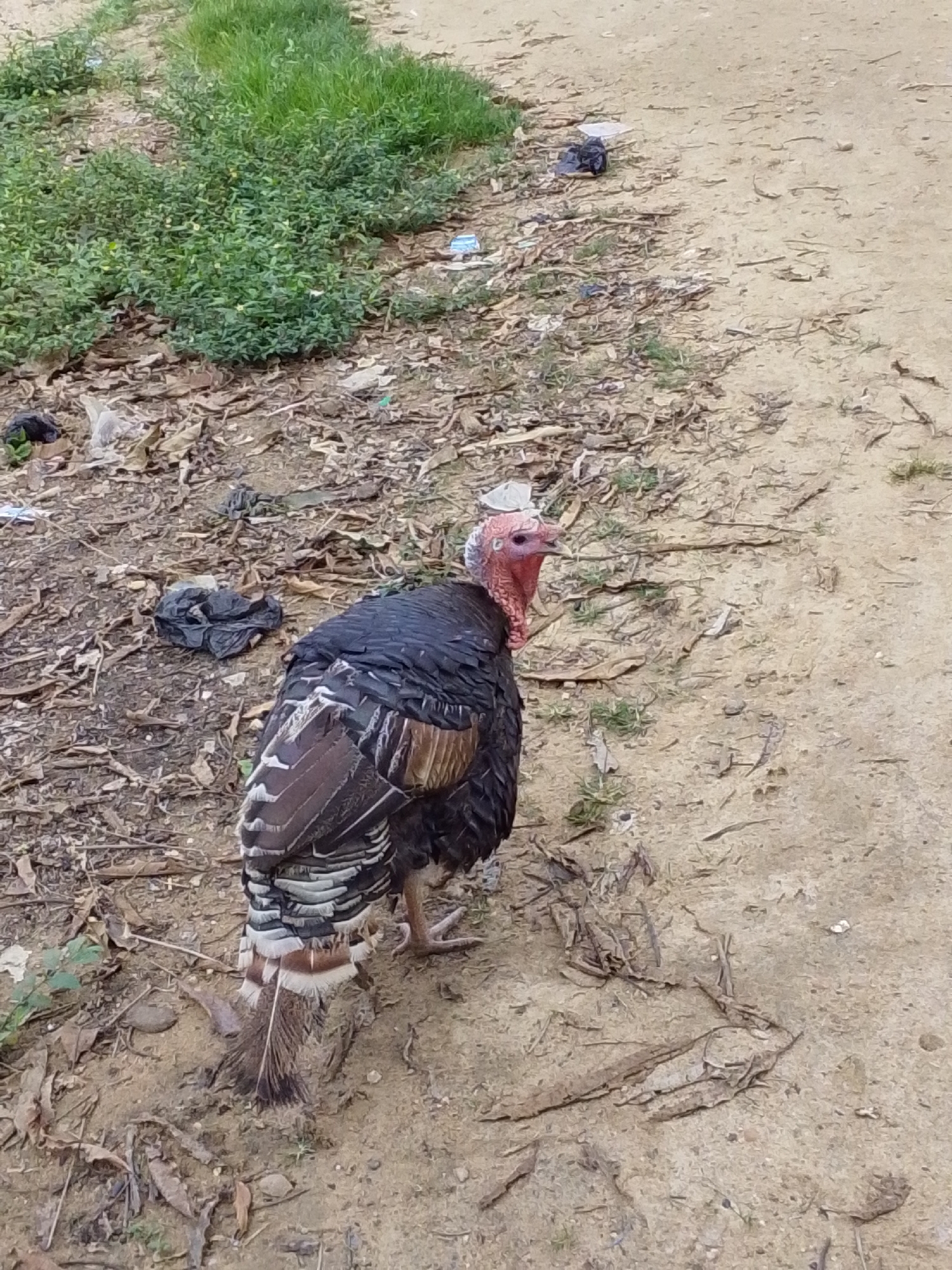 A turkey stands on a dirt path in Serti, Nigeria, next to a grassy area. The turkey is predominantly black with iridescent bronze and white feathers on its wings and tail. Its head and neck are red and fleshy, and it has a fleshy wattle hanging from its throat. The ground is covered in dirt, dried leaves, and some scattered pieces of white and black plastic debris. In the background, a patch of green grass is visible. The scene appears to be outdoors, possibly in a rural or semi-rural setting within the city.