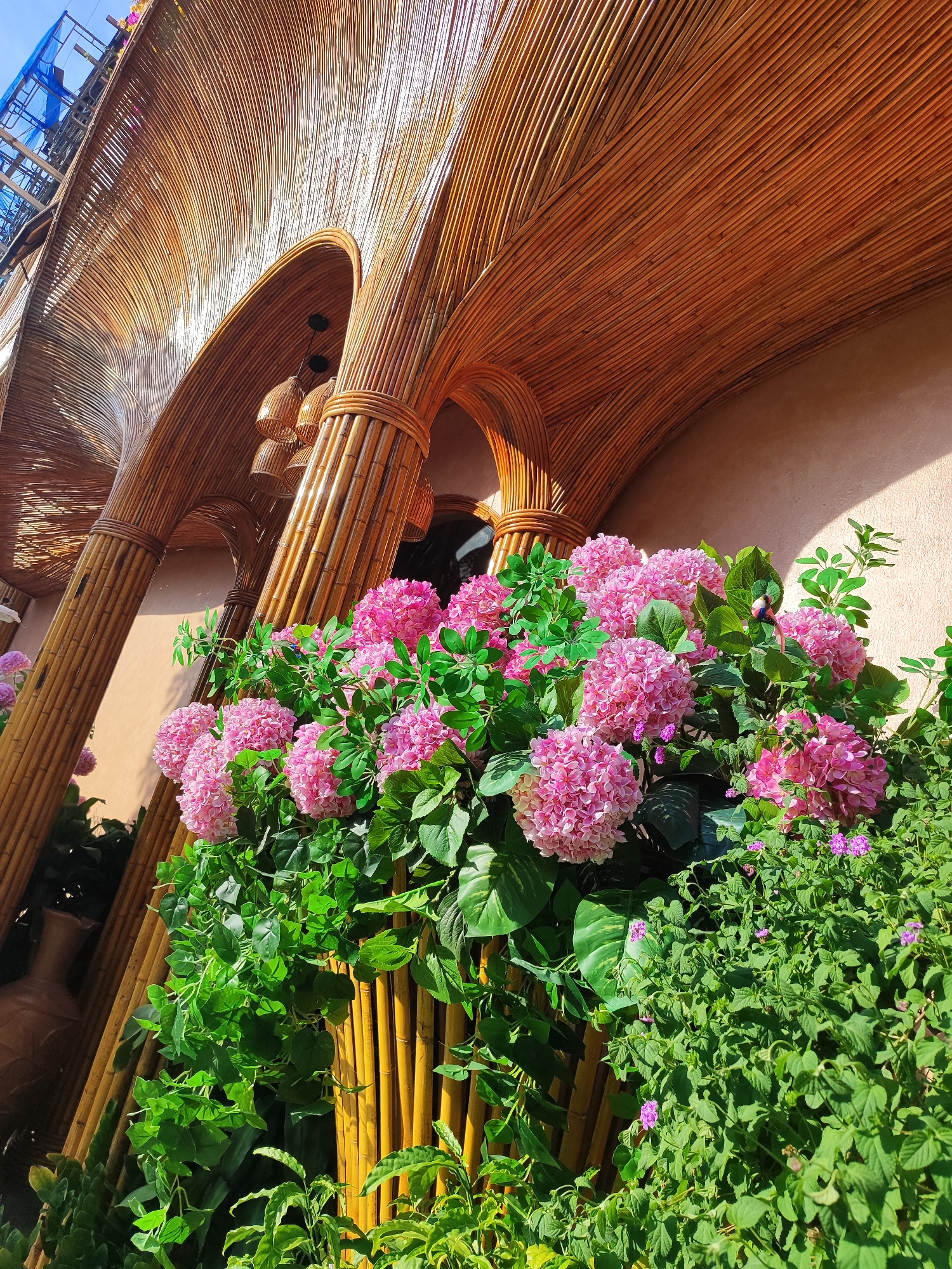 The image shows a close-up view of an outdoor architectural feature in Da Nang, Vietnam, likely part of a building's facade or a decorative entryway. The structure is predominantly made of bamboo, with large, arched elements and vertical supports crafted from bundled bamboo poles. The bamboo has a warm, polished, honey-brown color, catching the sunlight. Hanging from the ceiling of one of the arches are three decorative lamps with woven bamboo shades.
In the foreground, a lush arrangement of artificial plants dominates the scene. Large clusters of vibrant pink hydrangeas are interspersed with abundant green foliage, creating a dense and colorful display. Small purple flowers are also visible within the greenery. The plants are arranged in a bamboo planter, further integrating them with the architectural elements. The background wall is a soft, muted pink, contrasting with the vibrant green and pink of the plants and the warm tones of the bamboo. Sunlight casts distinct shadows across the pink wall, indicating a bright, sunny day. The overall impression is one of a tropical, aesthetically pleasing environment, possibly a hotel, restaurant, or commercial space designed with natural materials.