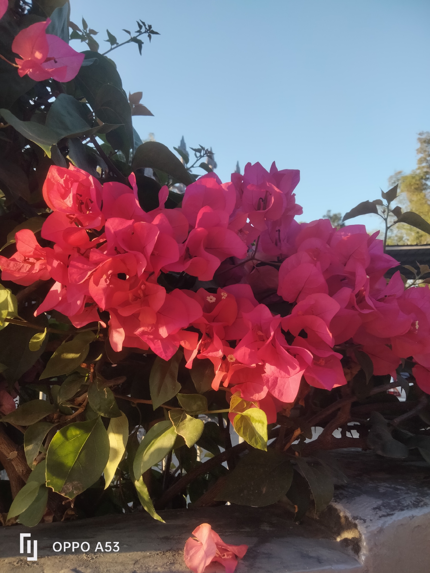In an outdoor setting bathed in natural light, a cluster of vibrant pink bougainvillea flowers dominates the frame. The flowers, with their delicate, papery petals, are interspersed with dark green foliage. A clear blue sky serves as the backdrop, with a sliver of a tree visible in the upper right corner. The image also captures a concrete surface in the foreground, and a portion of a wall. A watermark at the bottom left reads "OPPO A53." This scene is located in Badung, Indonesia.