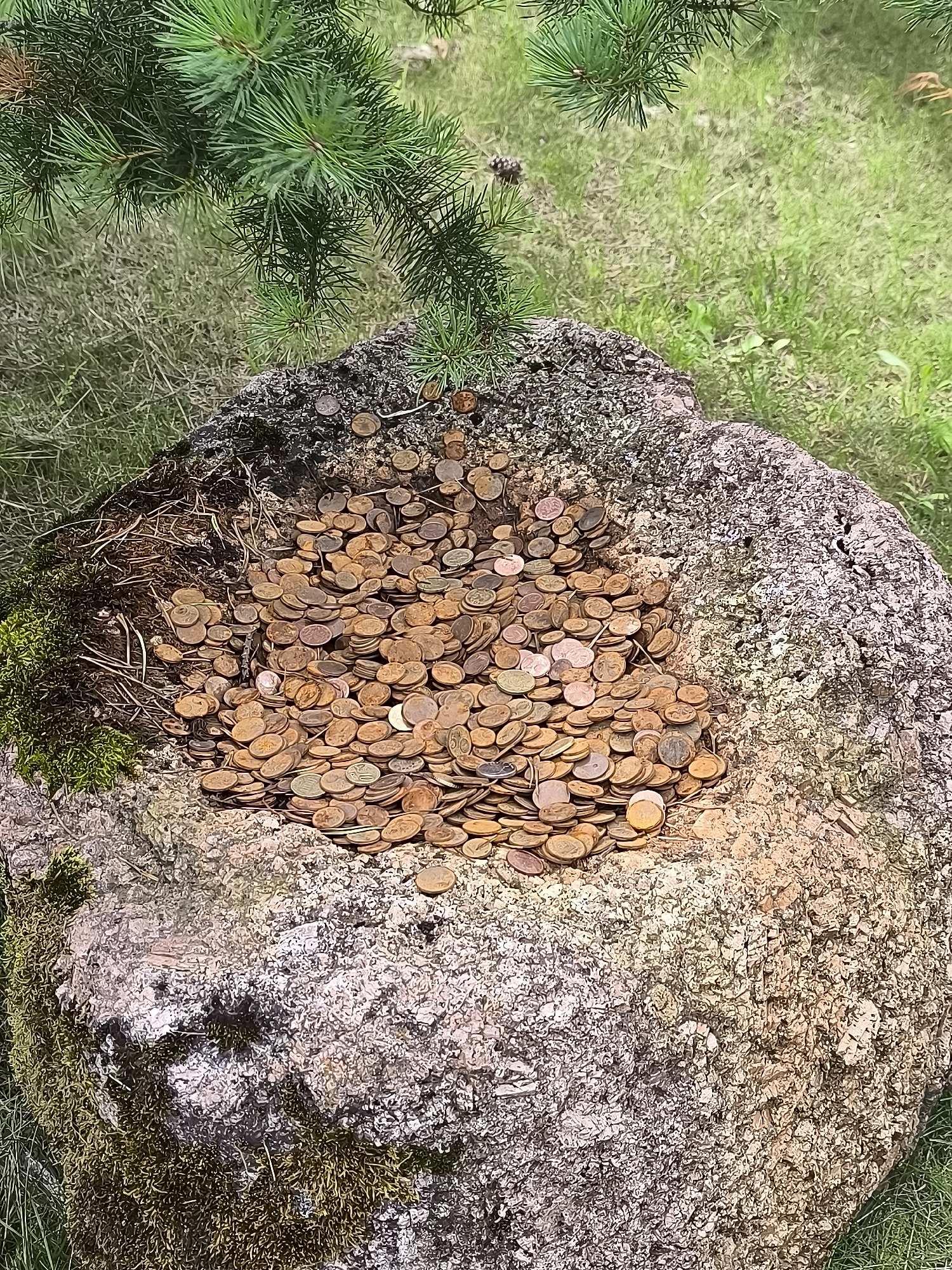 In Mažučiai, Lithuania, a large, rough-textured boulder is partially filled with a dense collection of copper-colored coins. The boulder has a roughly circular depression on its top surface, which serves as a makeshift coin receptacle. Some of the coins are layered and piled high within this depression. Moss and some dried pine needles are visible on the left side of the boulder, suggesting an outdoor, possibly wooded, environment. A pine tree branch with green needles extends into the upper left corner of the frame, casting a subtle shadow over some of the coins. The ground surrounding the boulder is covered in green grass, indicating a natural setting.