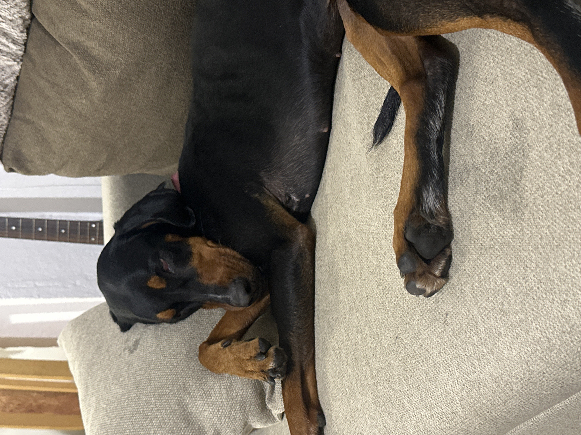A black and tan Doberman Pinscher is sleeping on a light beige couch in a dimly lit room. The dog is lying on its side, with its head resting on its paws. The dog's eyes are closed, and its breathing is shallow. The couch is upholstered in a textured fabric, and there are two pillows on either side of the dog. In the background, a portion of a wall is visible, with a guitar hanging on it. The overall impression is one of comfort and relaxation. The exact location in the city of Detelina, Bulgaria is not discernible from the image.
