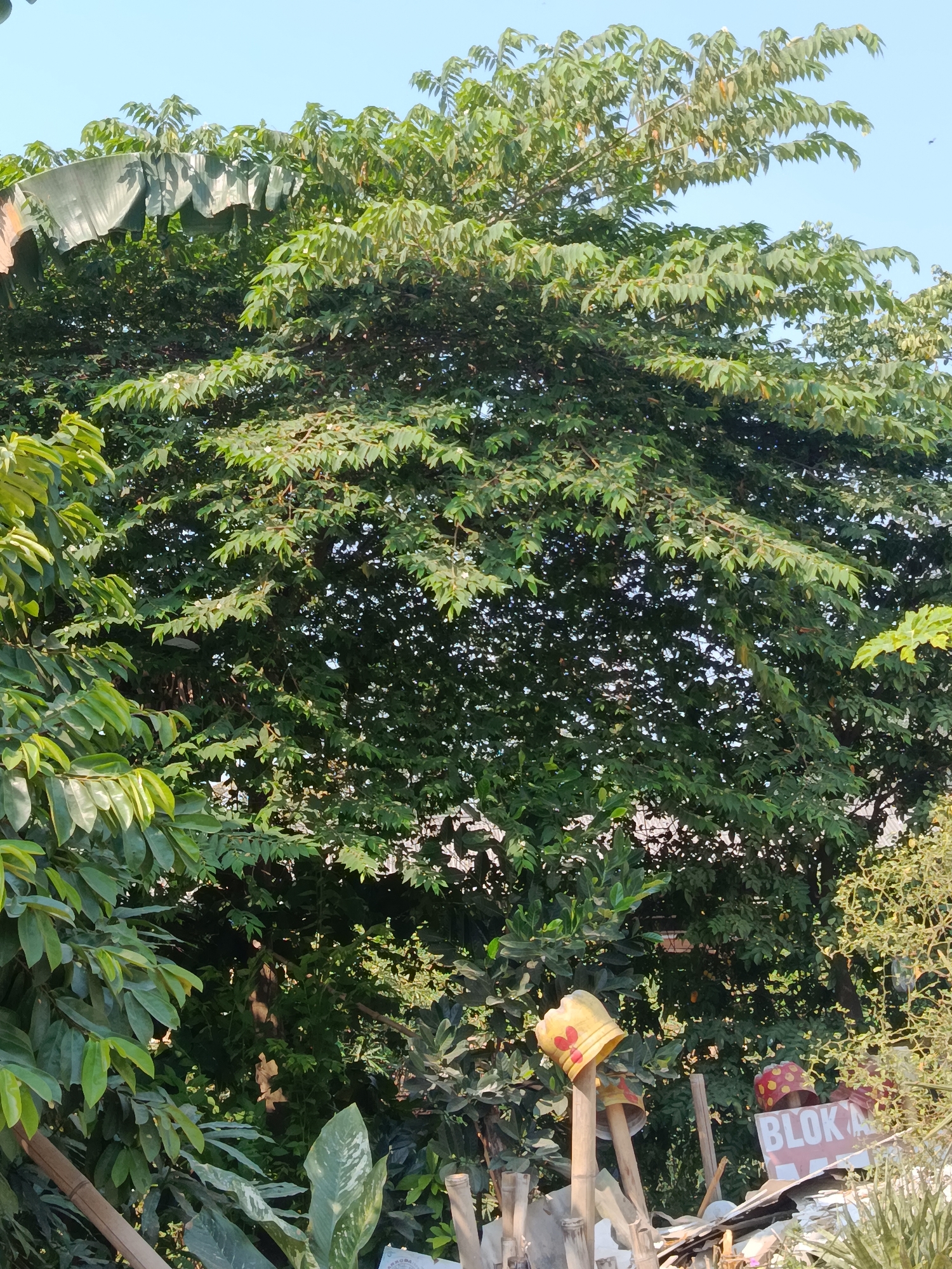 In Wanasari, Indonesia, a lush green canopy of a large tree dominates the scene, with its dense foliage obscuring much of the background. The sky above is a clear, pale blue. To the left, a large, wilted banana leaf hangs, adding a splash of muted green. Below the tree, a collection of objects is visible, including several wooden poles. Two of these poles are adorned with upside-down plastic bottles, one yellow with a red heart design and another red with yellow polka dots. A portion of a sign with the letters "BLOK A" is also present. The ground is cluttered with debris, suggesting an outdoor area with some level of disarray.